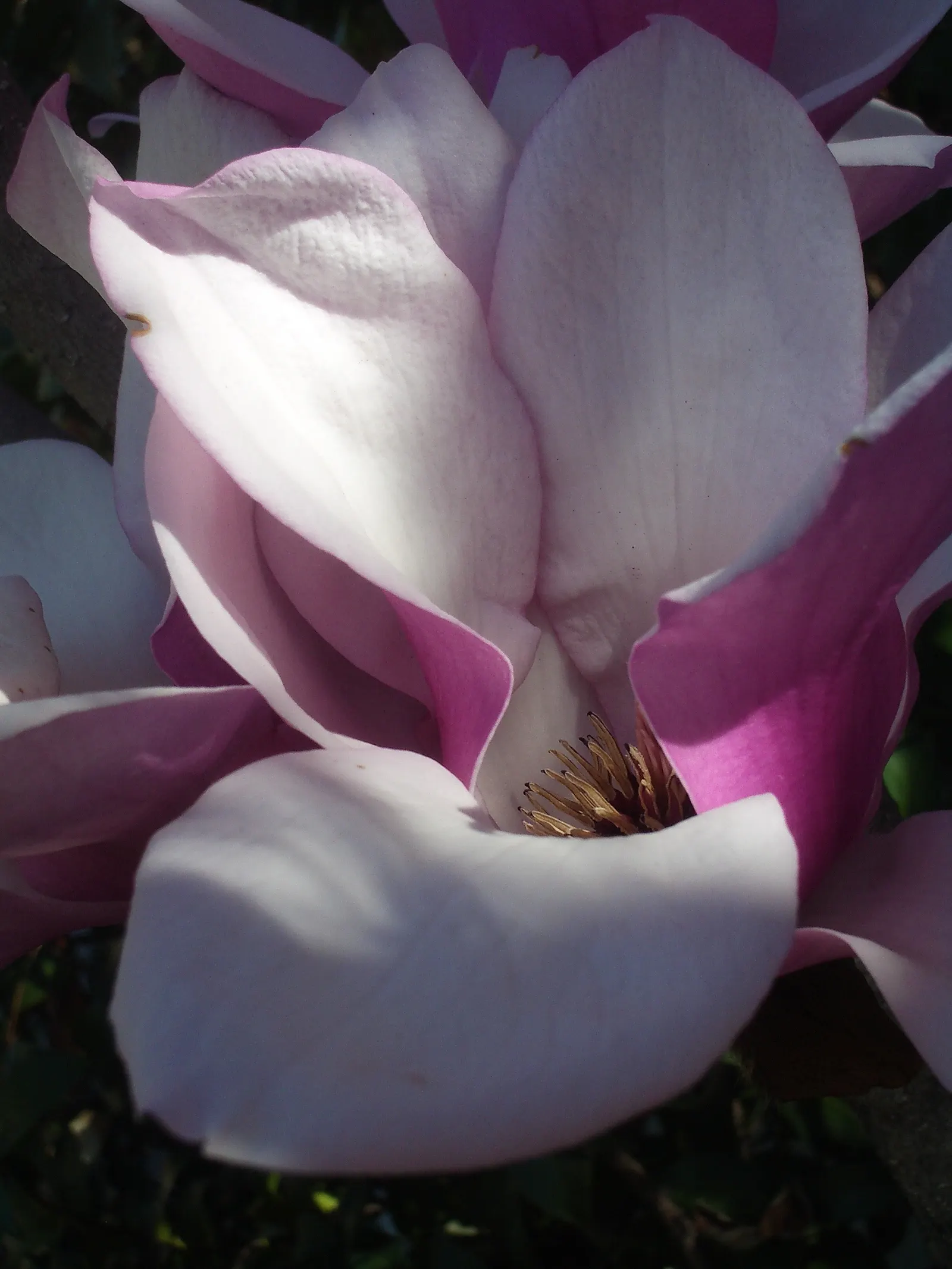 Saucer Magnolia, Tulip Tree (Magnolia X Soulangeana) — primarily for shaping and removing any dead or damaged wood; saucer-shaped flowers that can, image 104