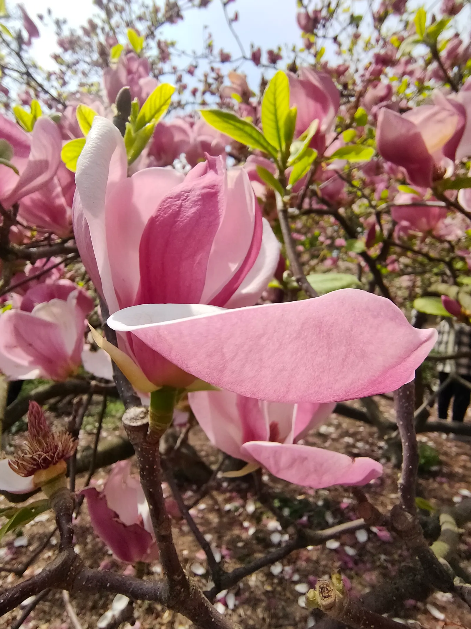 Saucer Magnolia, Tulip Tree (Magnolia X Soulangeana) — spreading form typically reaching 20 to 25 feet in height with a similar crown width, image 76