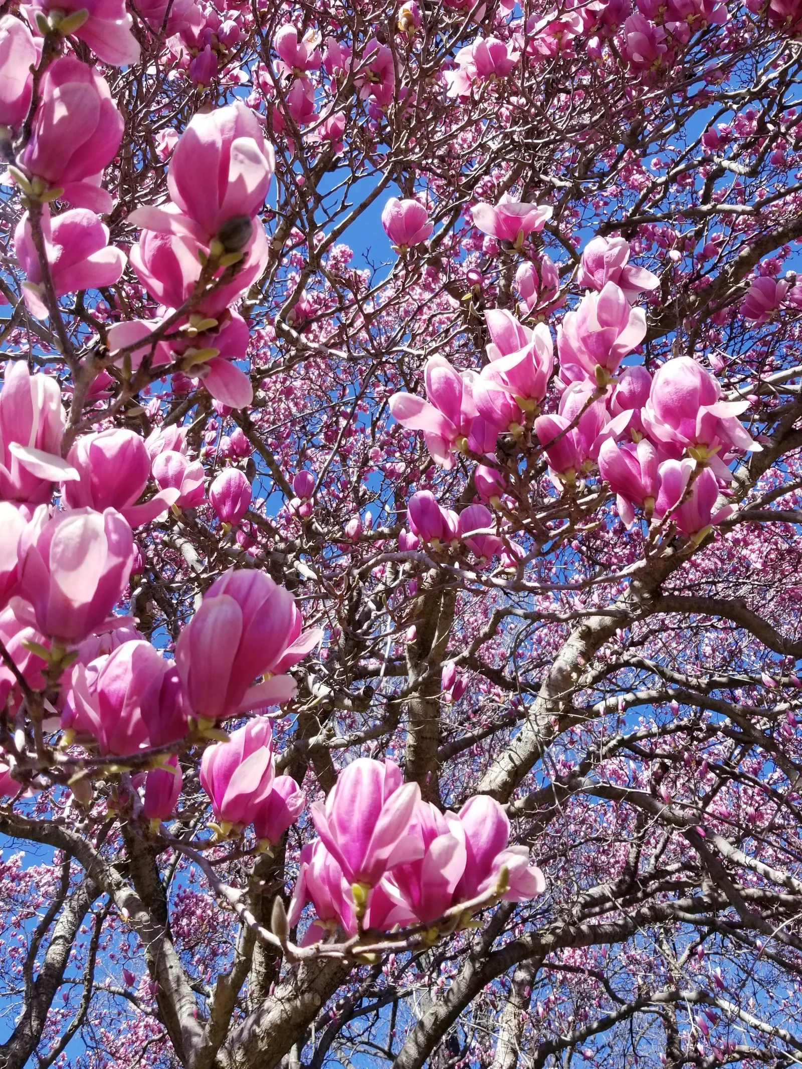 Saucer Magnolia, Tulip Tree (Magnolia X Soulangeana) — primarily for shaping and removing any dead or damaged wood; saucer-shaped flowers that can, image 86
