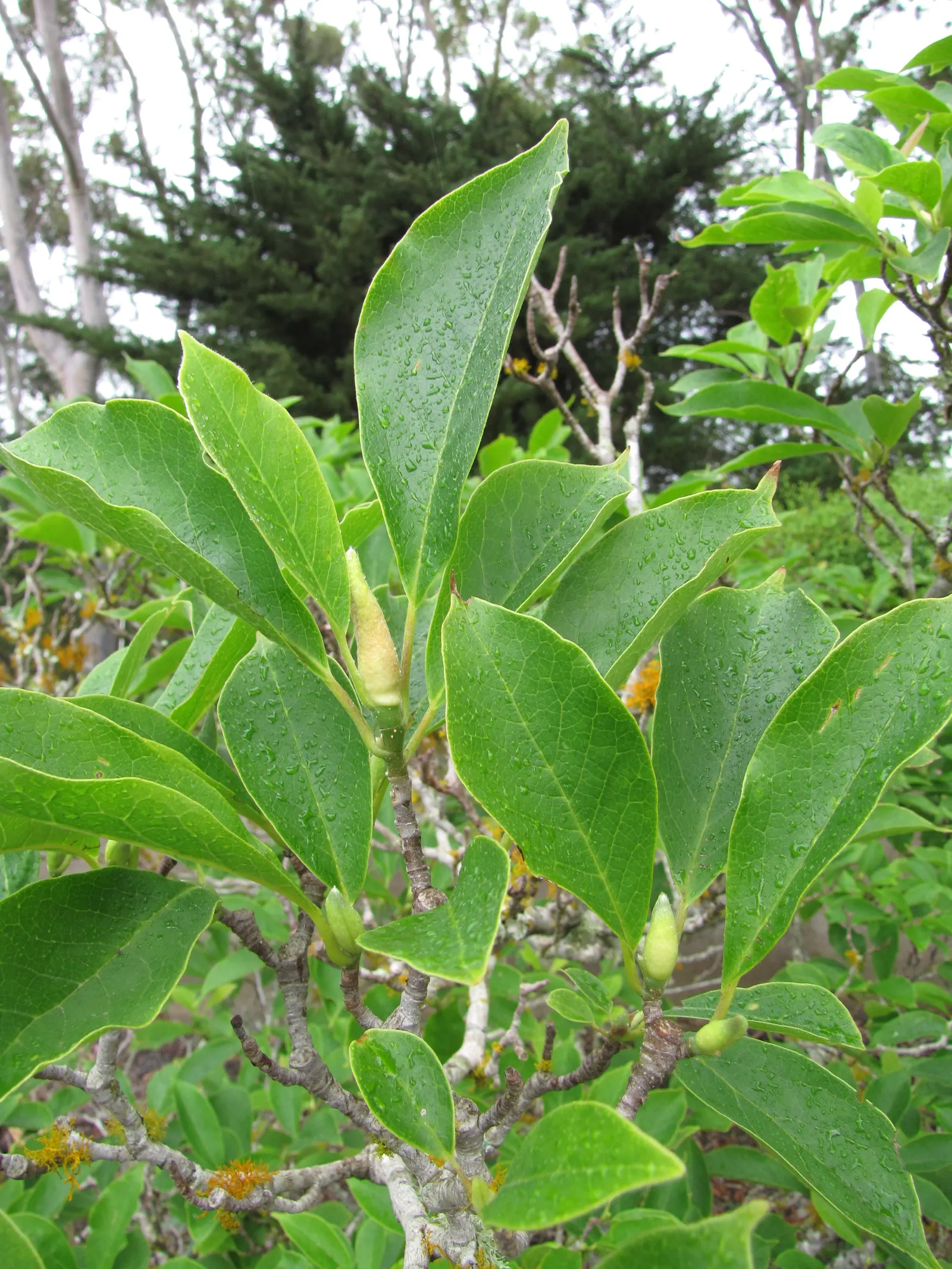 Saucer Magnolia, Tulip Tree (Magnolia X Soulangeana) — extending up to 6 inches in length; they prefer full sun to partial shade exposures for, image 115