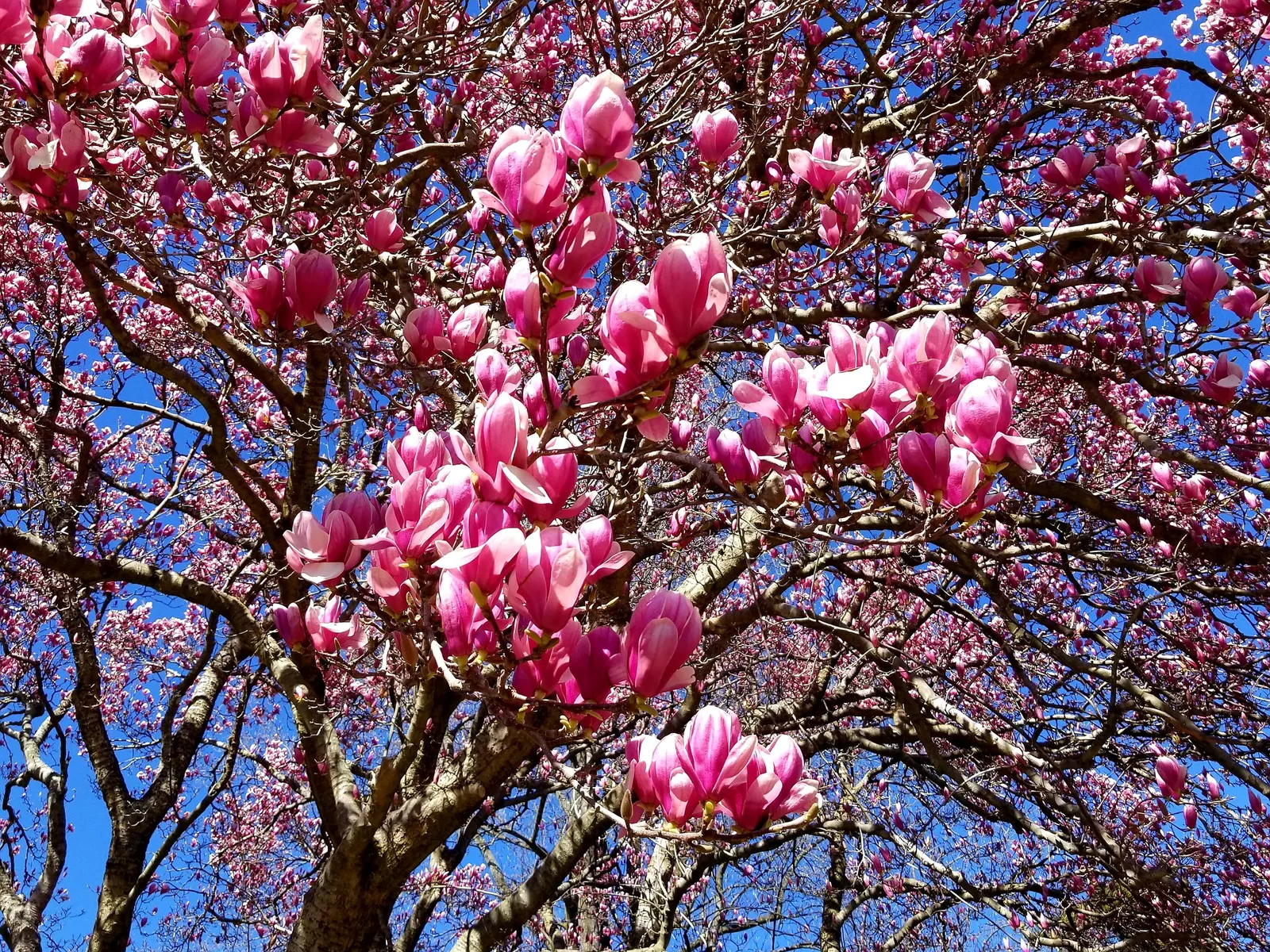 Saucer Magnolia, Tulip Tree (Magnolia X Soulangeana) — Additionally, sheltering from strong winds helps protect the delicate spring blooms; adding, image 84