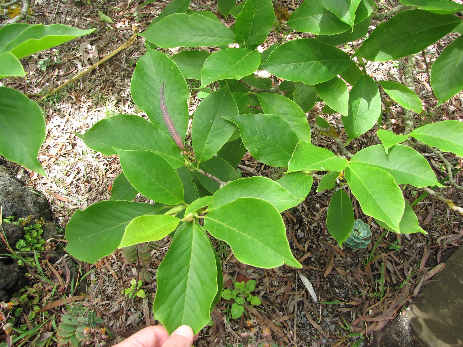 Saucer Magnolia, Tulip Tree (Magnolia X Soulangeana) — saucer-shaped flowers that can span up to 8 inches across; primarily for shaping and, image 113