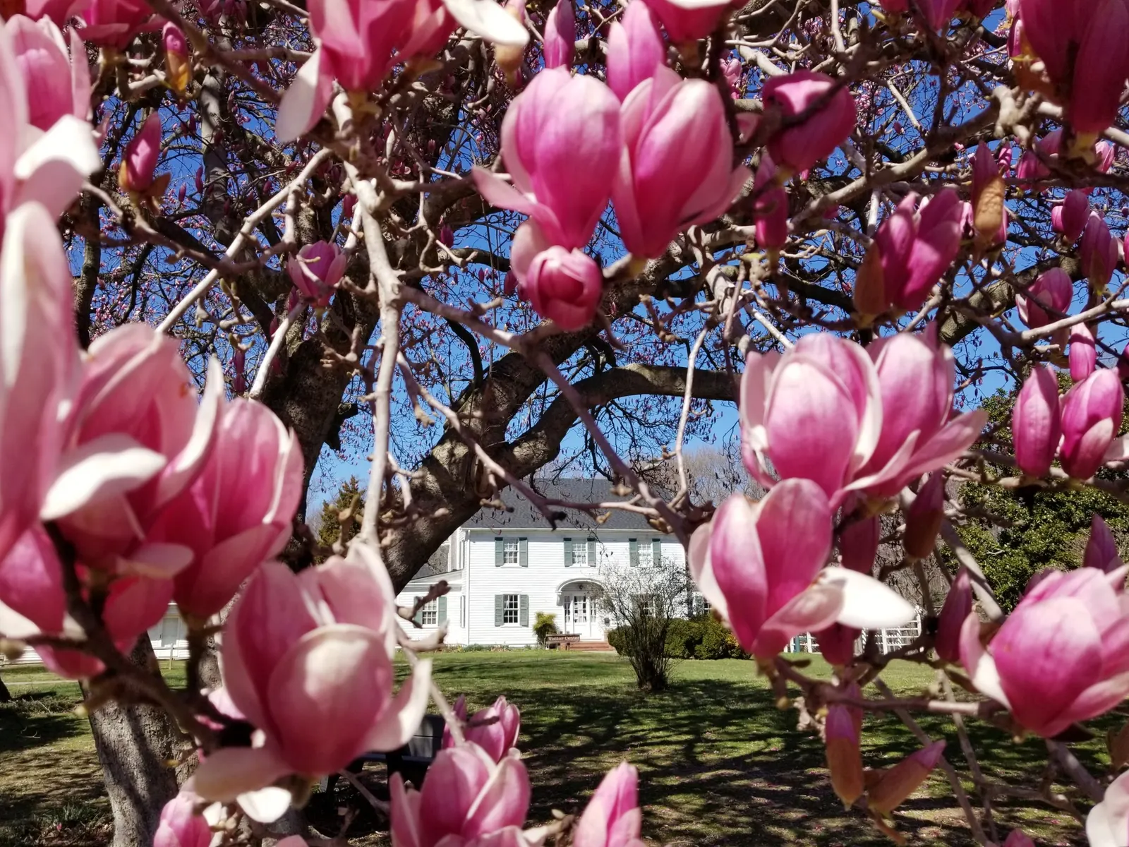 Saucer Magnolia, Tulip Tree (Magnolia X Soulangeana) — extending up to 6 inches in length; they prefer full sun to partial shade exposures for, image 79