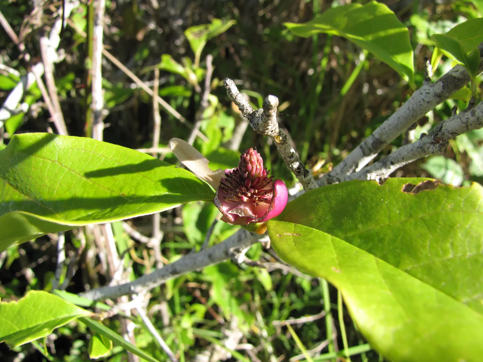 Saucer Magnolia, Tulip Tree (Magnolia X Soulangeana) — best done after flowering to avoid cutting off next year's buds; additionally, sheltering, image 105