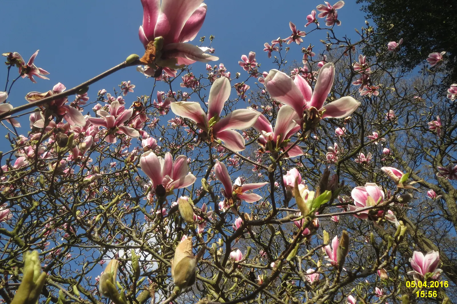 Saucer Magnolia, Tulip Tree (Magnolia X Soulangeana) — and may turn an attractive yellowish-bronze in the fall; tree with pink blooms, image 80