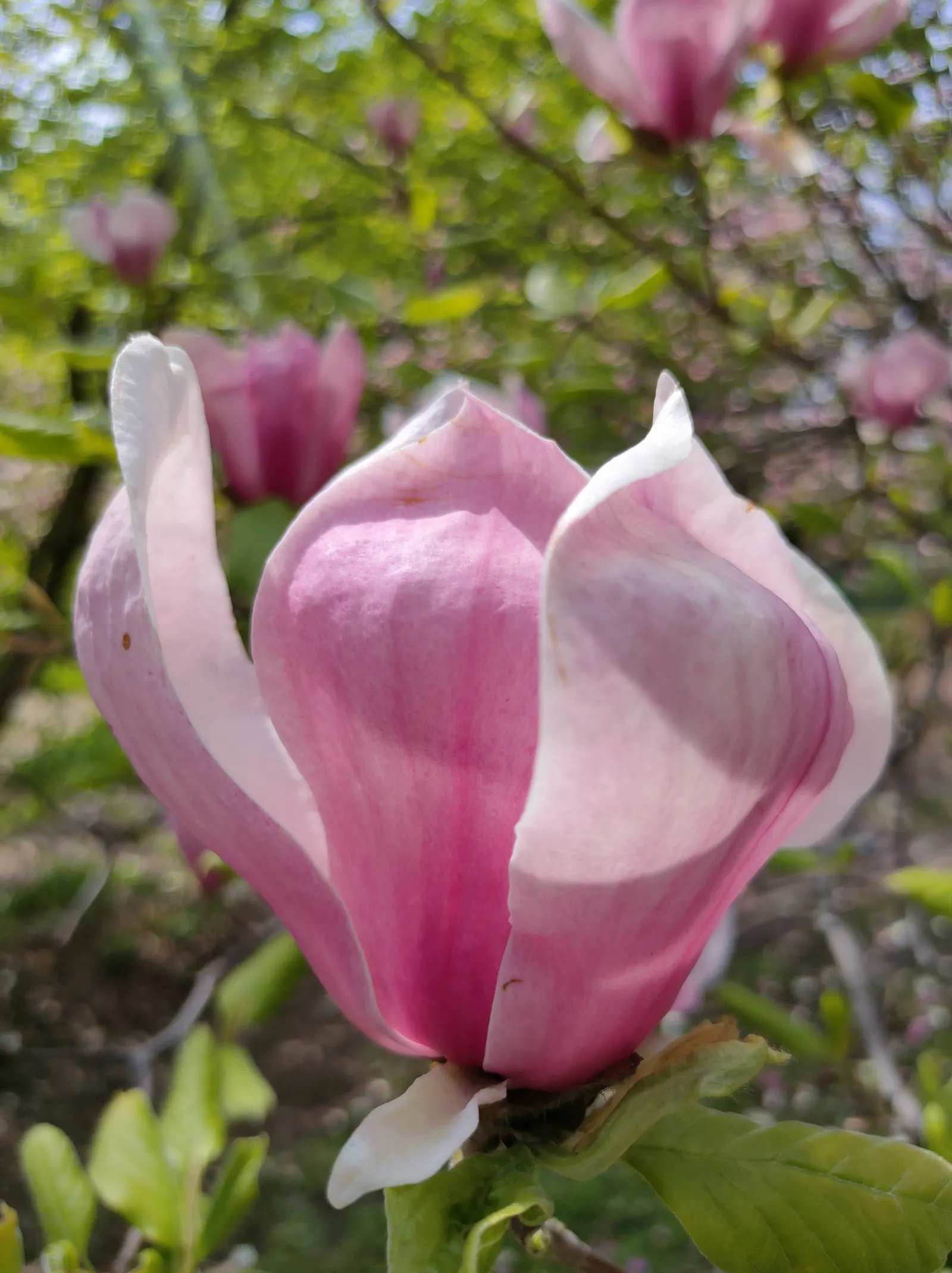 Saucer Magnolia, Tulip Tree (Magnolia X Soulangeana) — saucer-shaped flowers that can span up to 8 inches across; primarily for shaping and, image 77