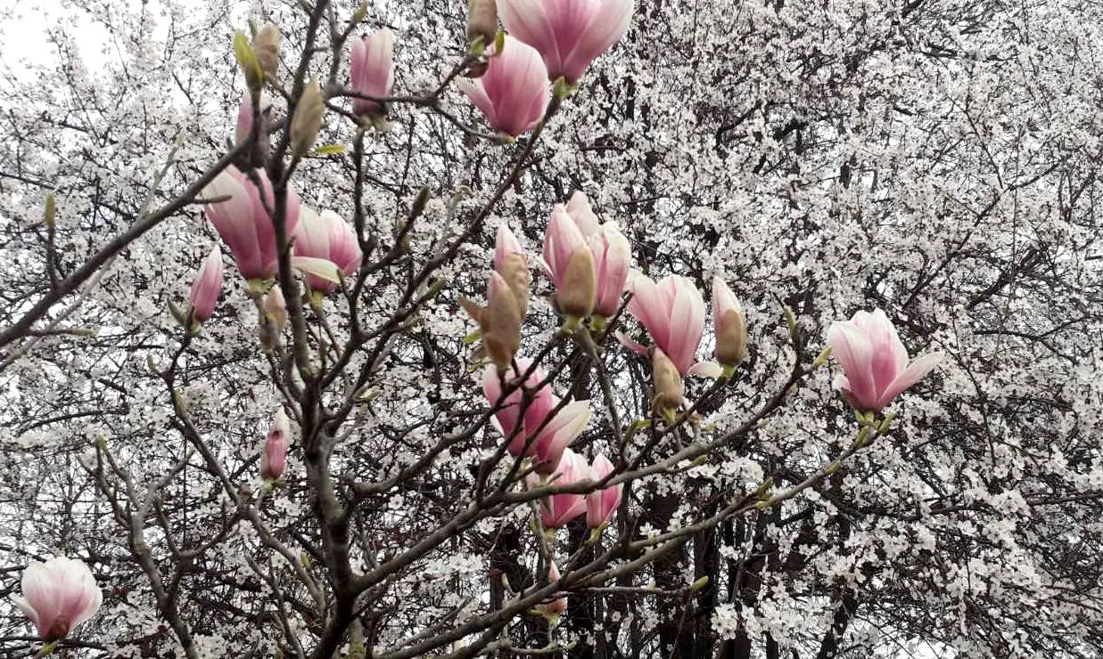 Saucer Magnolia, Tulip Tree (Magnolia X Soulangeana) — saucer-shaped flowers that can span up to 8 inches across; primarily for shaping and, image 41