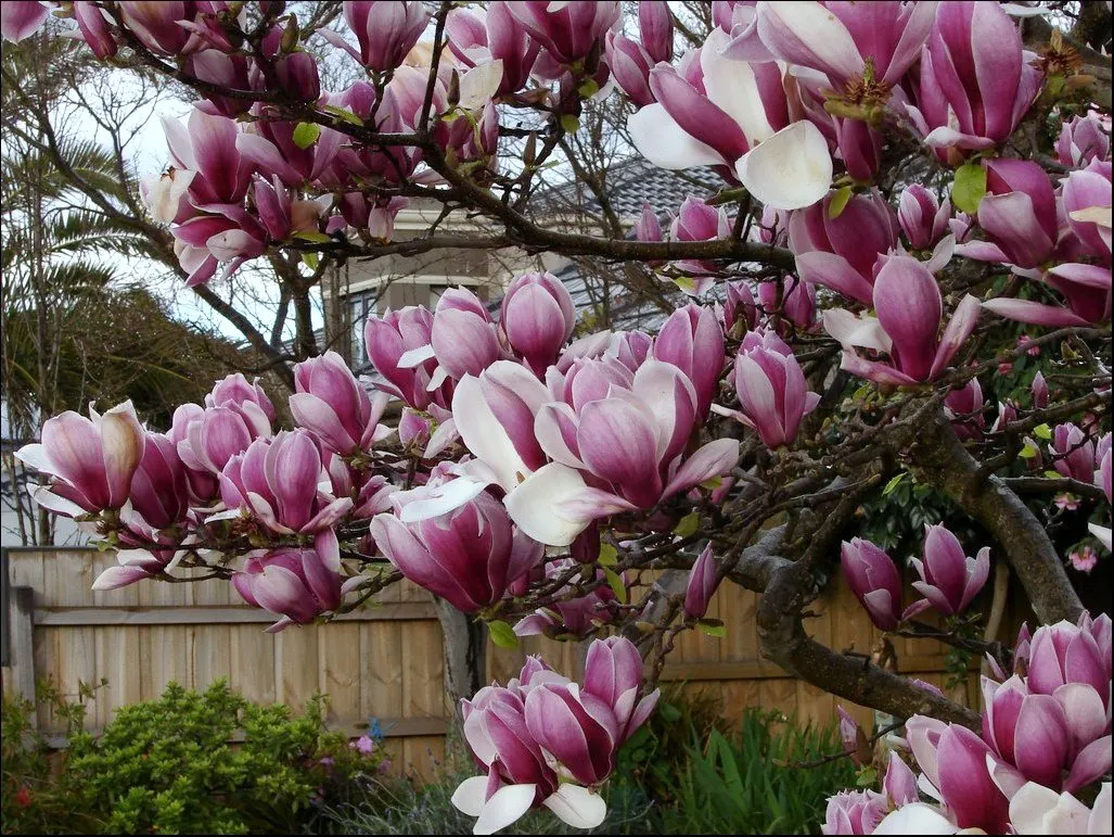 Saucer Magnolia, Tulip Tree (Magnolia X Soulangeana) — Additionally, sheltering from strong winds helps protect the delicate spring blooms; adding, image 120