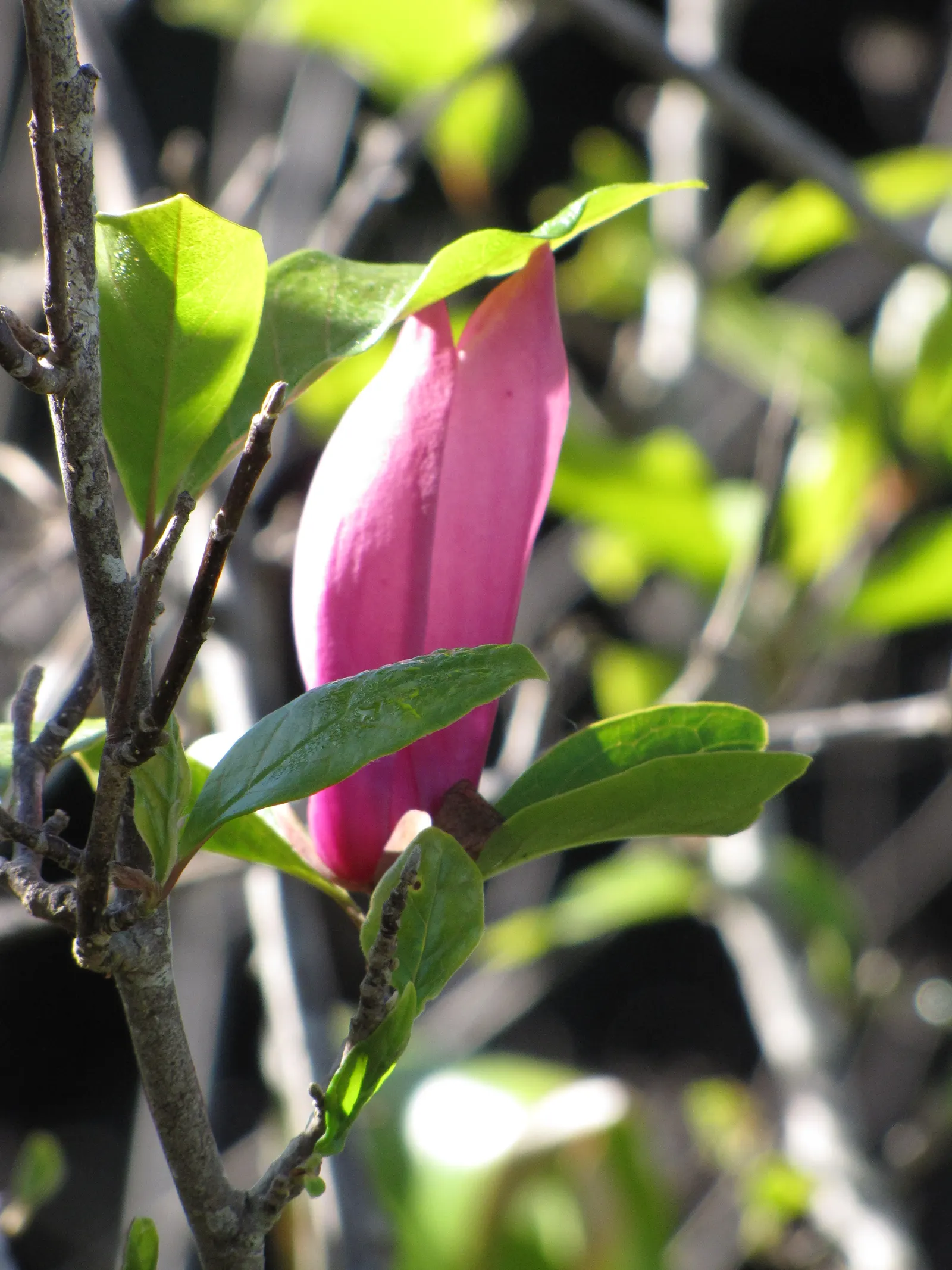 Saucer Magnolia, Tulip Tree (Magnolia X Soulangeana) — tree with pink blooms; and may turn an attractive yellowish-bronze in the fall, image 107
