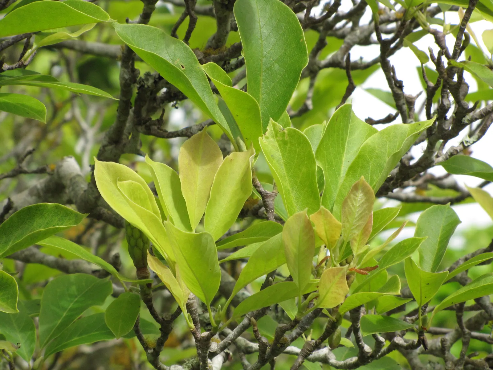 Saucer Magnolia, Tulip Tree (Magnolia X Soulangeana) — and may turn an attractive yellowish-bronze in the fall; tree with pink blooms, image 116