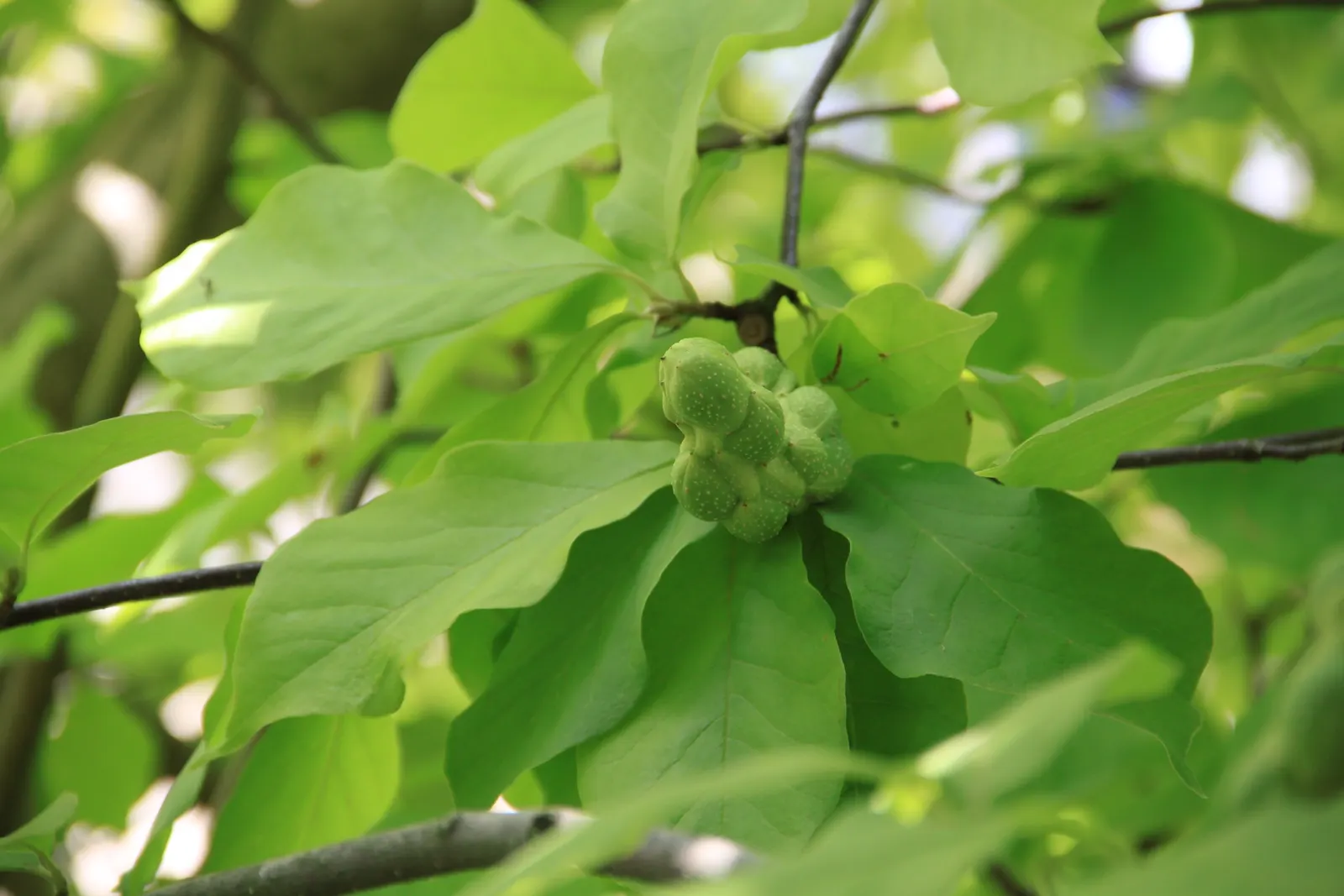 Saucer Magnolia, Tulip Tree (Magnolia X Soulangeana) — The blossoms exhibit a gradient of hues; this specimen boasts a broad, image 42