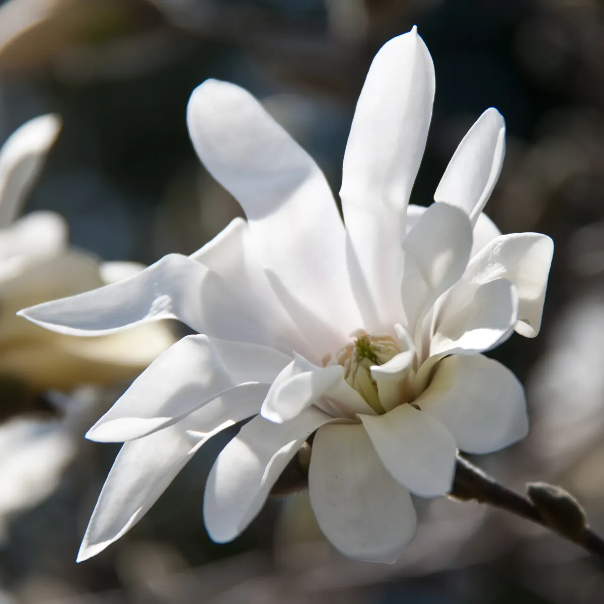 Saucer Magnolia, Tulip Tree (Magnolia X Soulangeana) — adding seasonal interest.<br><br>When designing with Saucer Magnolias in mind; the blossoms, image 81