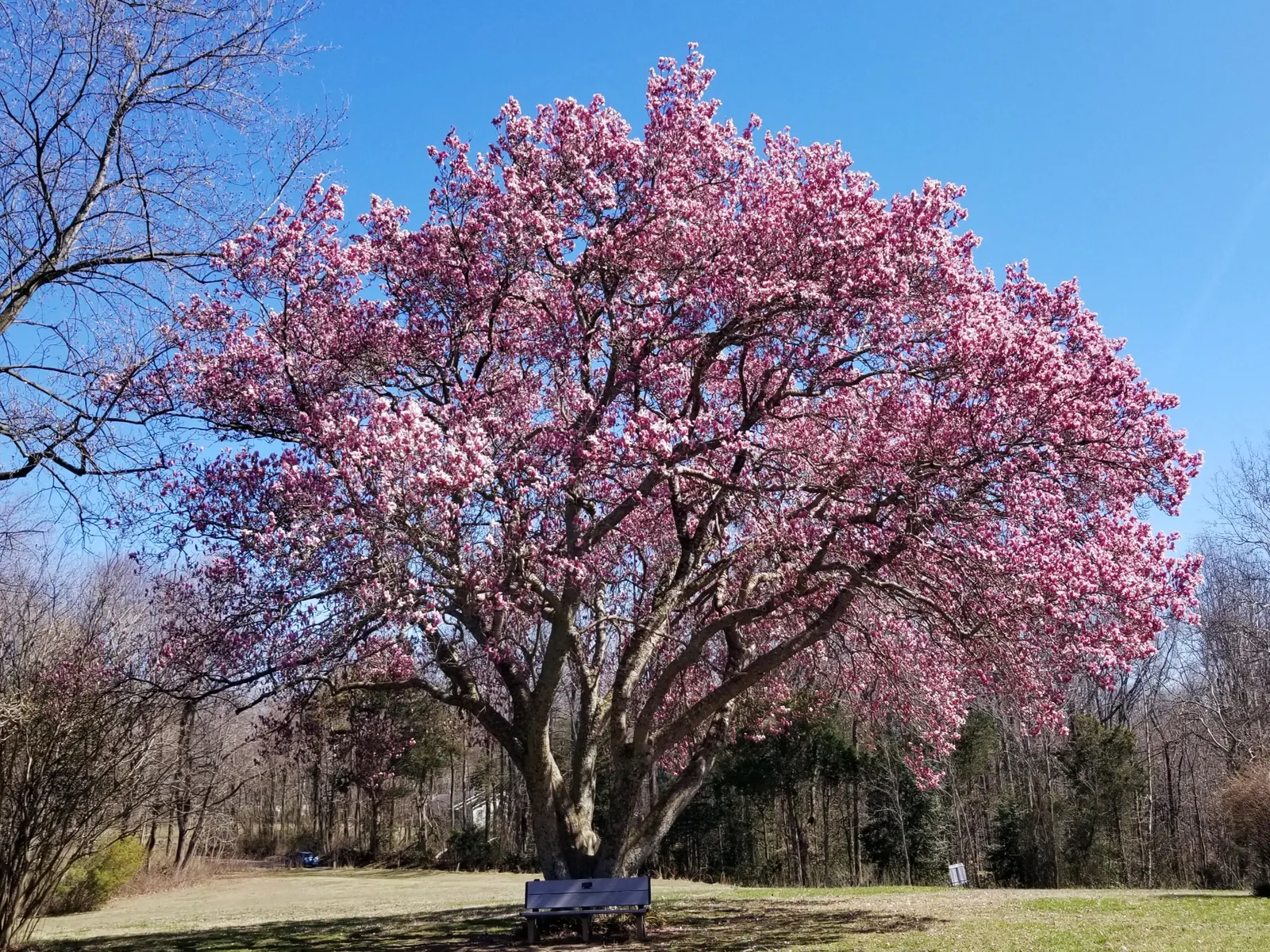Saucer Magnolia, Tulip Tree (Magnolia X Soulangeana) — tree with pink blooms; and may turn an attractive yellowish-bronze in the fall, image 89