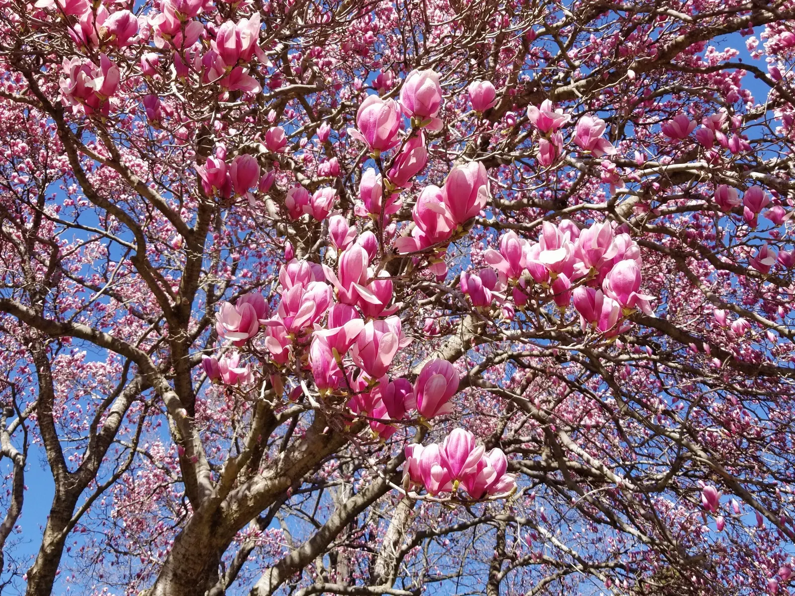 Saucer Magnolia, Tulip Tree (Magnolia X Soulangeana) — best done after flowering to avoid cutting off next year's buds; additionally, sheltering, image 87
