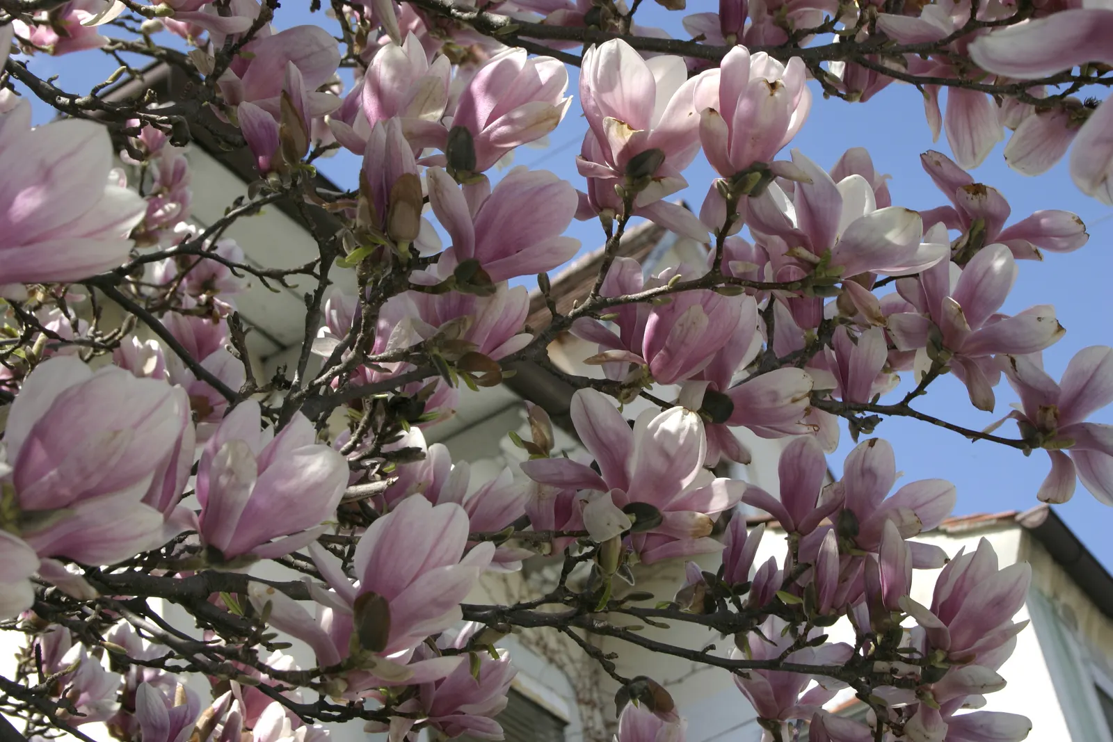 Saucer Magnolia, Tulip Tree (Magnolia X Soulangeana) — A cross between Magnolia denudata and Magnolia liliiflora; it's important to provide, image 38