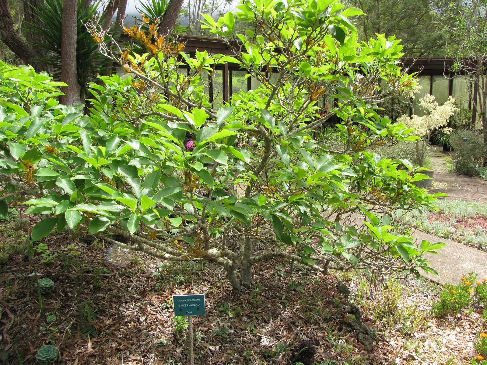 Saucer Magnolia, Tulip Tree (Magnolia X Soulangeana) — this specimen boasts a broad; tree for full or half, image 111
