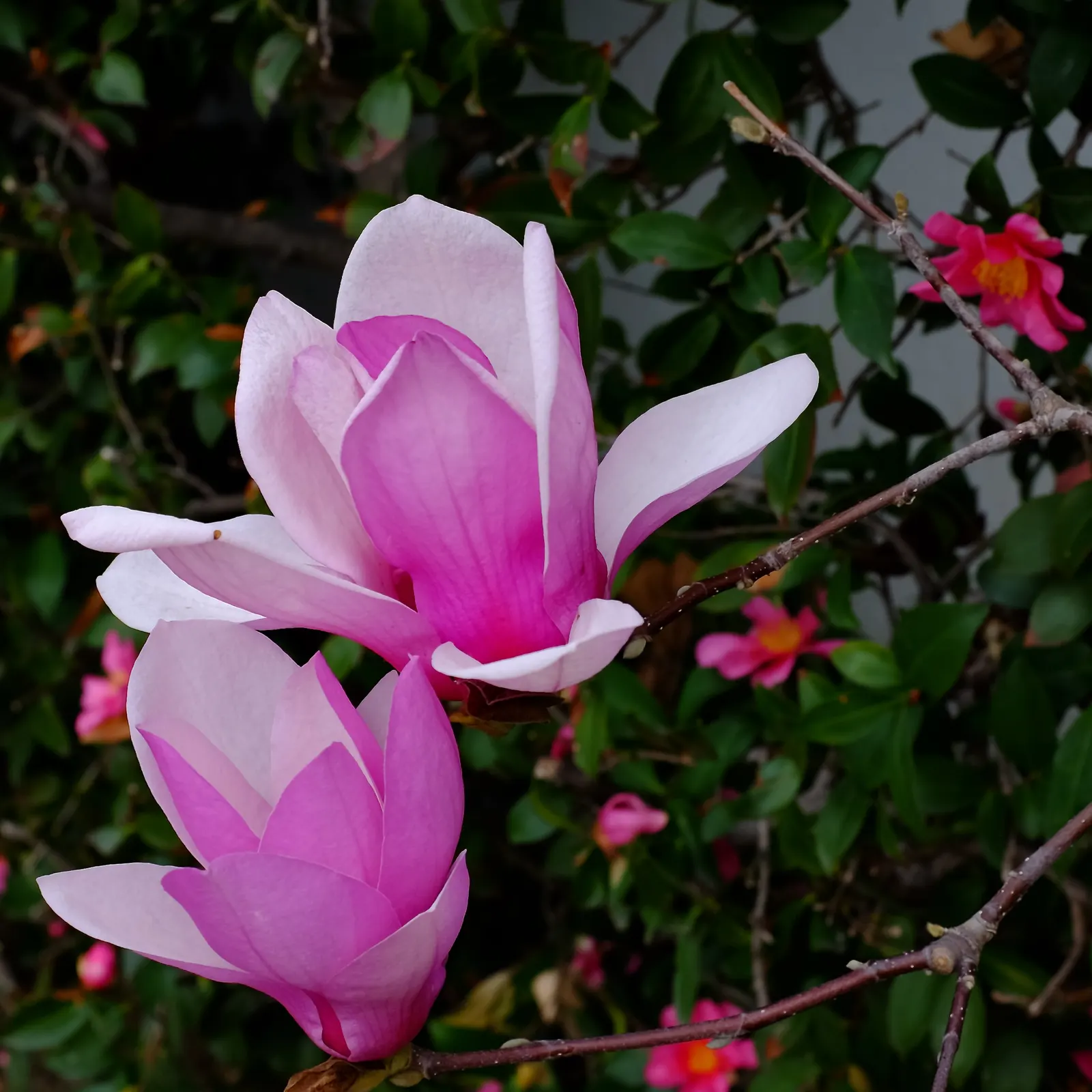 Saucer Magnolia, Tulip Tree (Magnolia X Soulangeana) — pink flowers in the garden; this deciduous beauty reaches 20-30 feet in height with a spread, image 88