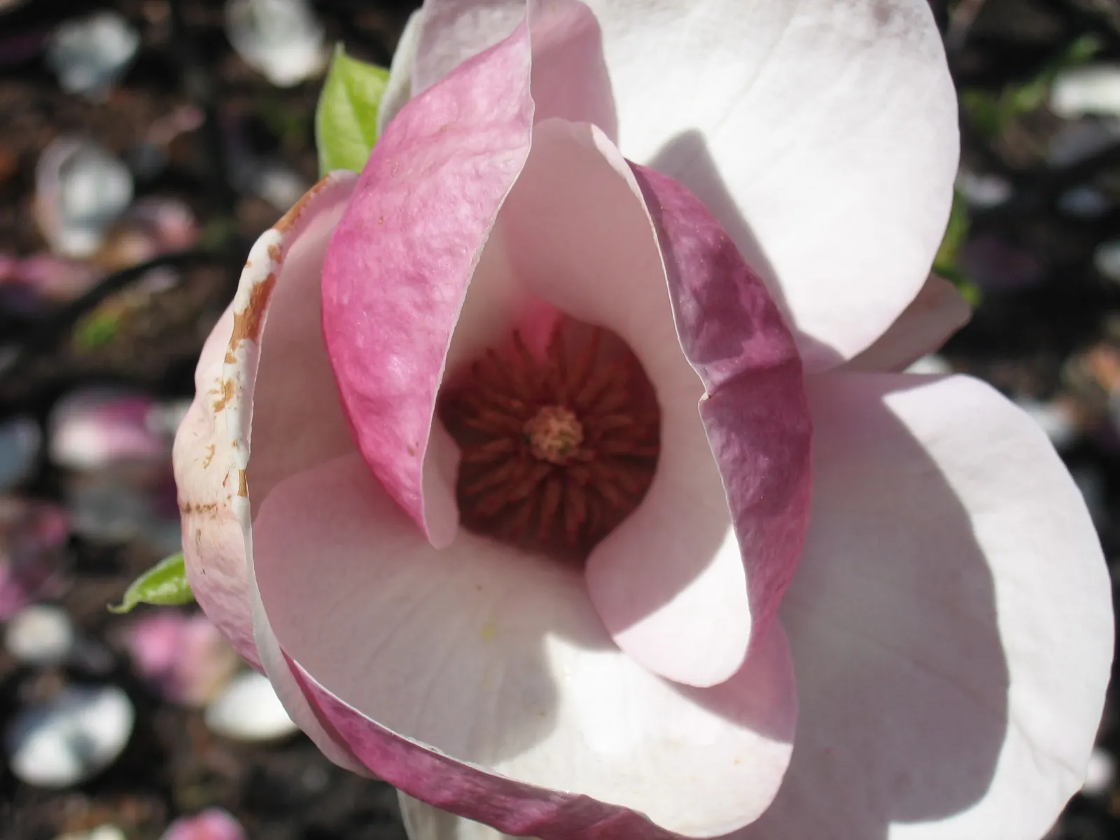 Saucer Magnolia, Tulip Tree (Magnolia X Soulangeana) — tree for full or half; best done after flowering to avoid cutting off next year's buds