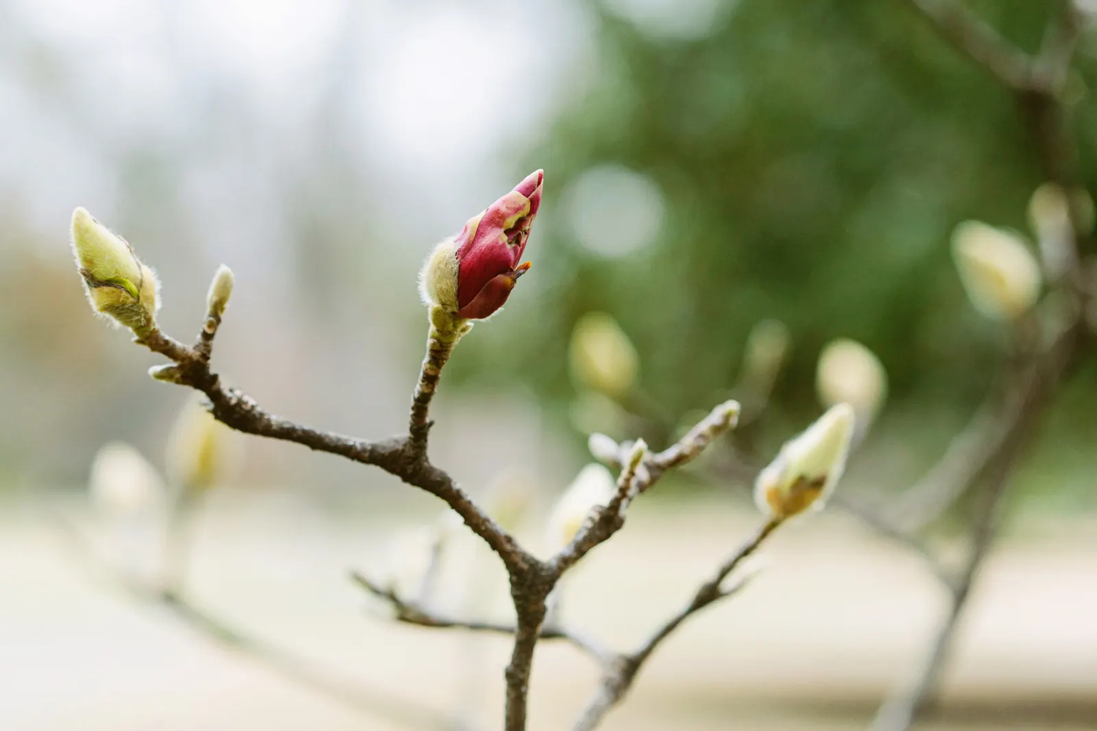 Saucer Magnolia, Tulip Tree (Magnolia X Soulangeana) — They prefer full sun to partial shade exposures for optimal floral display; this tree also, image 118