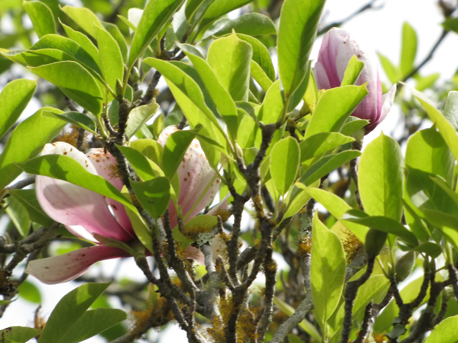 Saucer Magnolia, Tulip Tree (Magnolia X Soulangeana) — tree for full or half; best done after flowering to avoid cutting off next year's buds, image 108