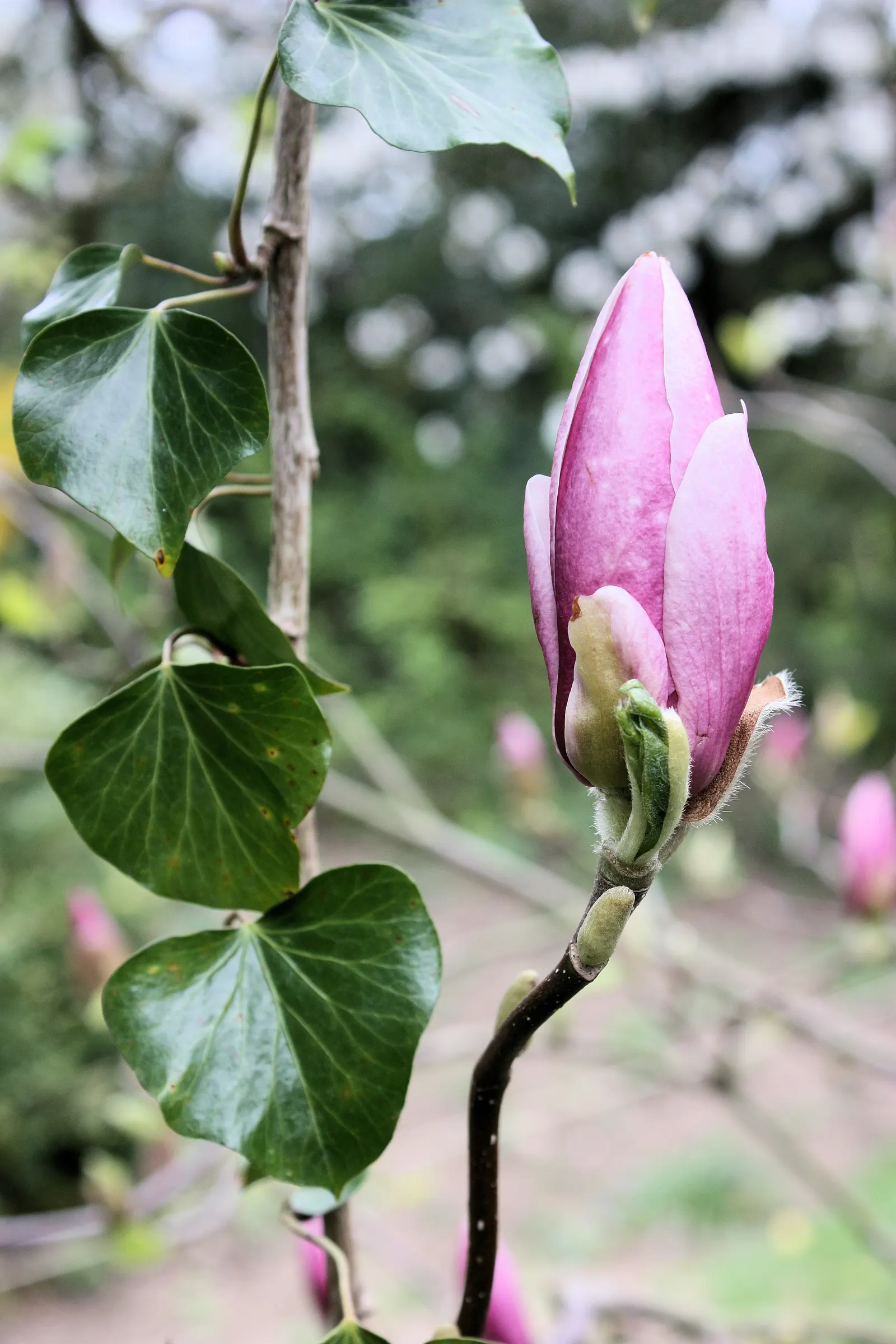 Saucer Magnolia, Tulip Tree (Magnolia X Soulangeana) — adding seasonal interest.<br><br>When designing with Saucer Magnolias in mind; the blossoms, image 45