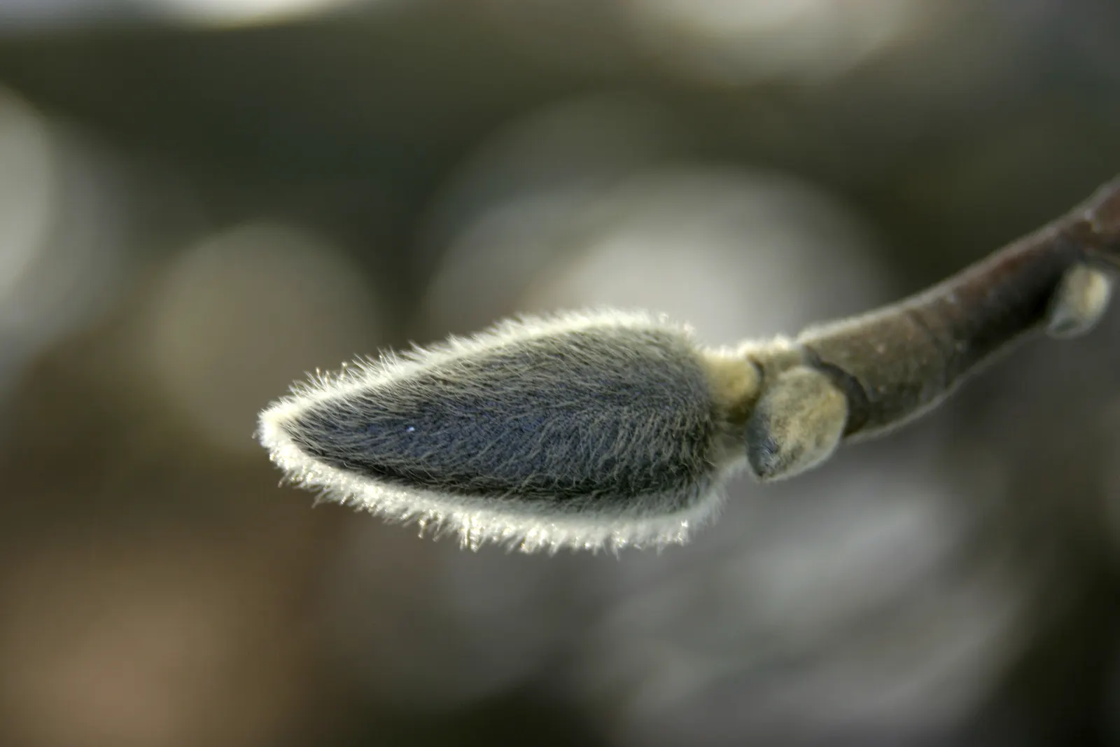 Saucer Magnolia, Tulip Tree (Magnolia X Soulangeana) — spreading form typically reaching 20 to 25 feet in height with a similar crown width, image 40