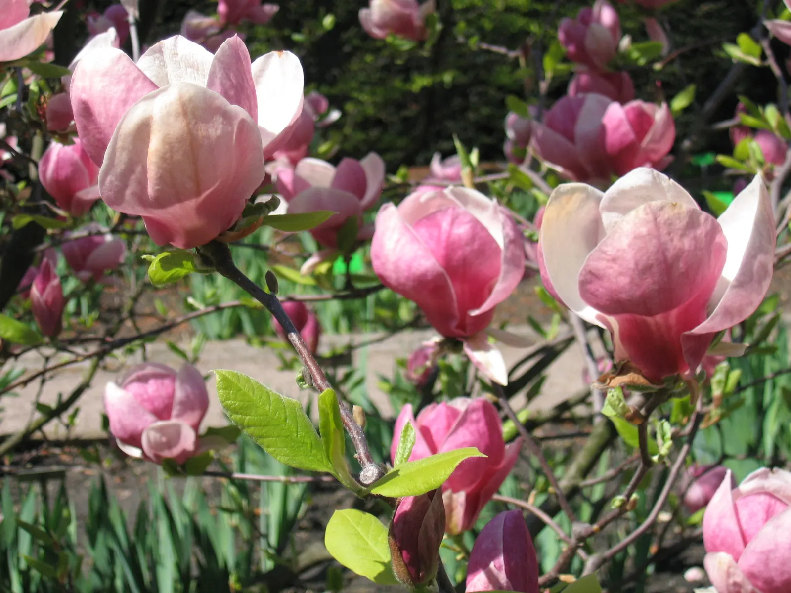 Saucer Magnolia, Tulip Tree (Magnolia X Soulangeana) — pink flowers in the garden; this deciduous beauty reaches 20-30 feet in height with a spread of 25 feet