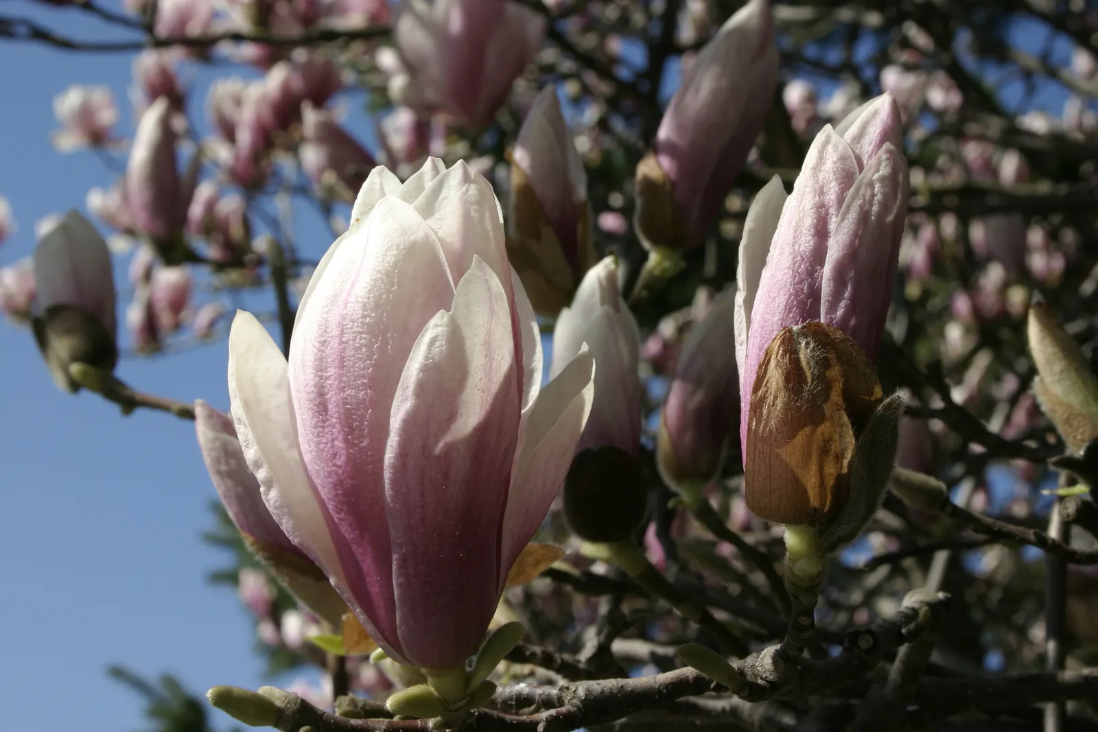 Saucer Magnolia, Tulip Tree (Magnolia X Soulangeana) — this specimen boasts a broad; tree for full or half, image 75