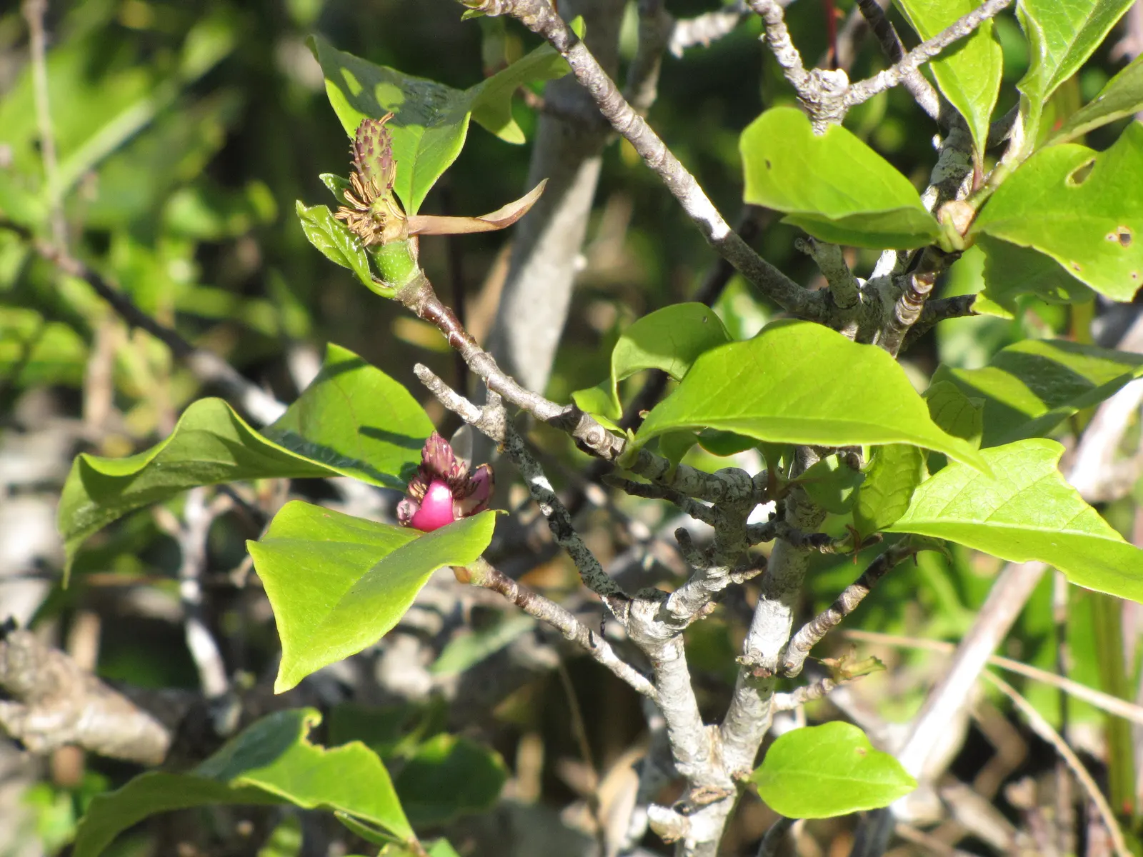 Saucer Magnolia, Tulip Tree (Magnolia X Soulangeana) — this deciduous beauty reaches 20-30 feet in height with a spread of 25 feet at maturity, image 109