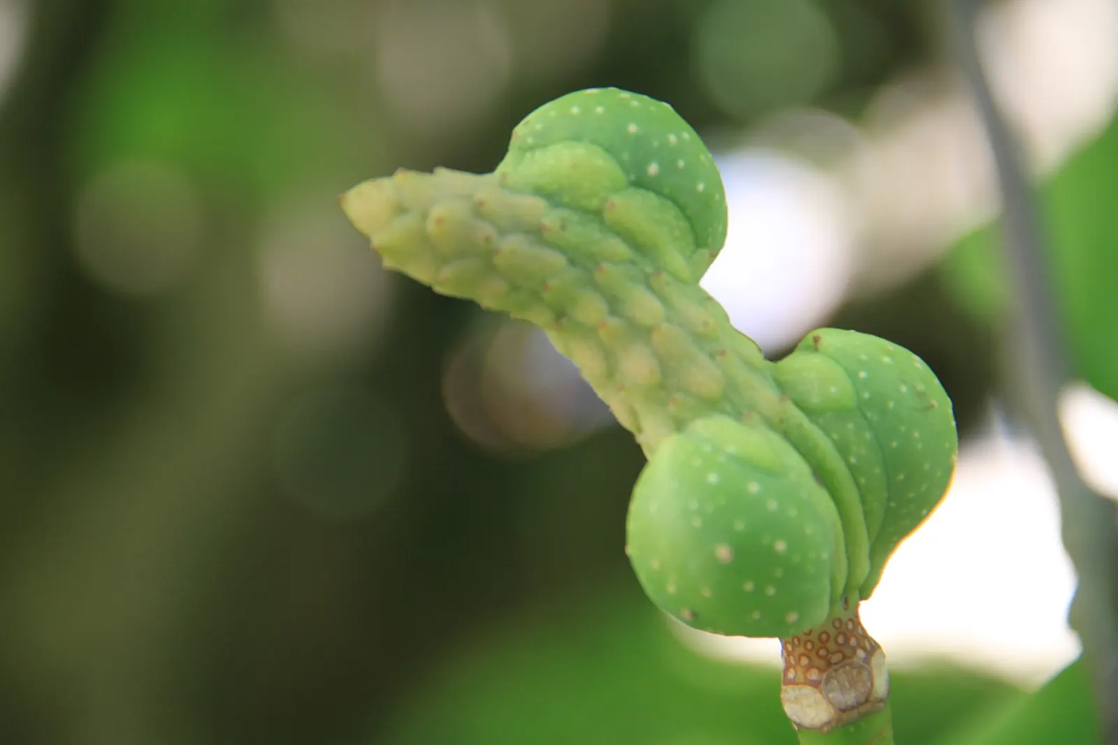 Saucer Magnolia, Tulip Tree (Magnolia X Soulangeana) — this specimen boasts a broad; tree for full or half, image 39