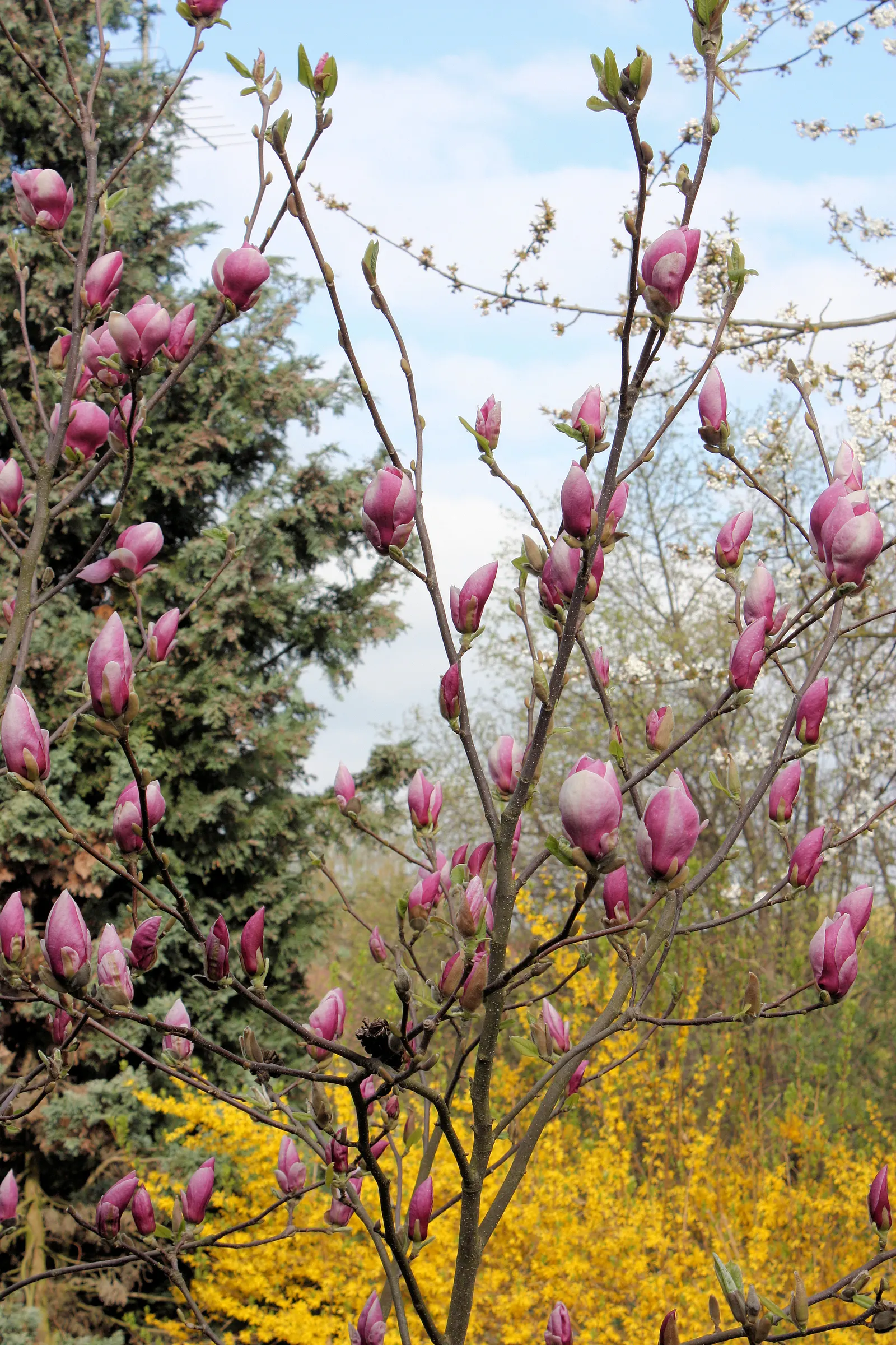 Saucer Magnolia, Tulip Tree (Magnolia X Soulangeana) — It's important to provide adequate space for the spread and to anticipate the moderate, image 119