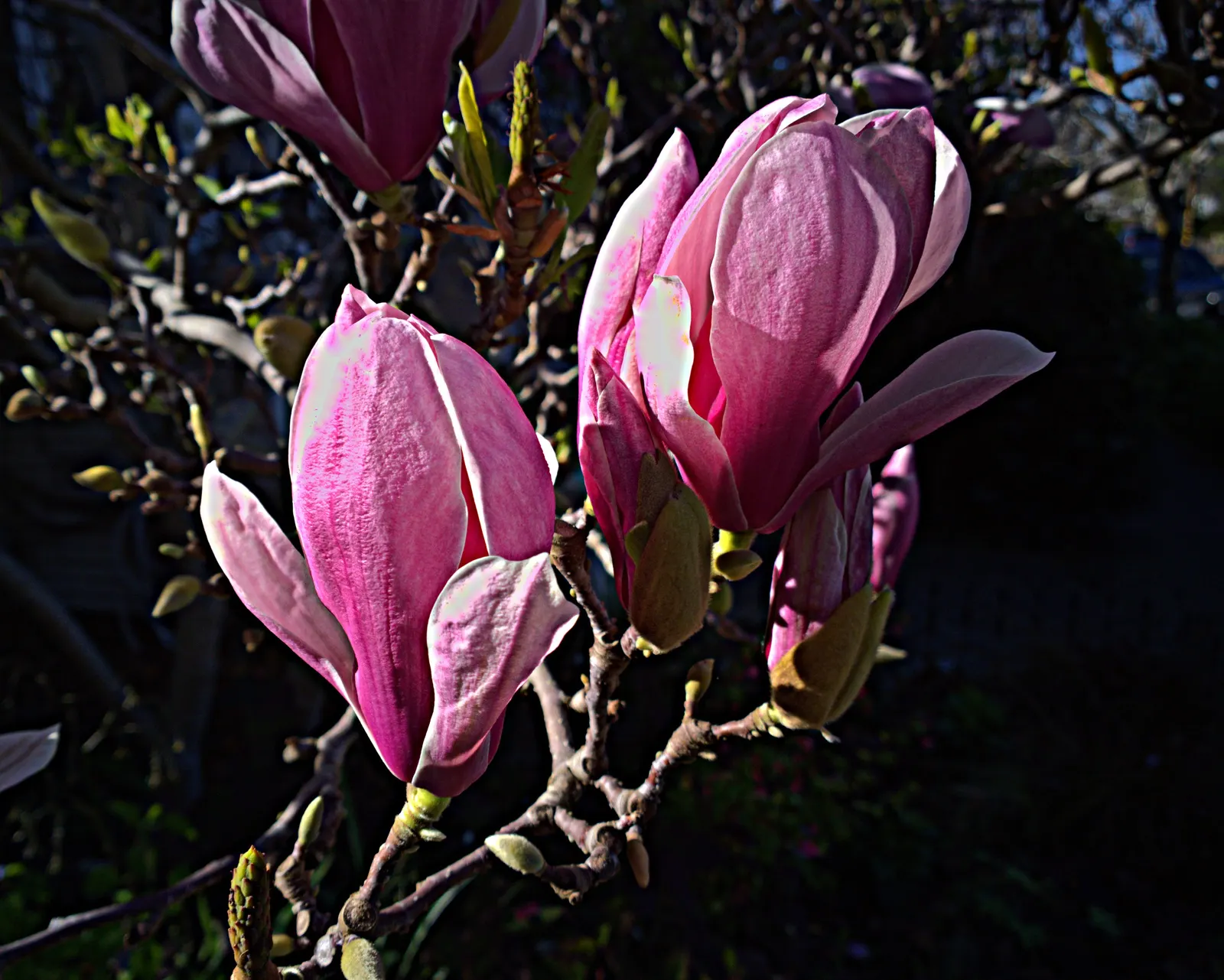 Saucer Magnolia, Tulip Tree (Magnolia X Soulangeana) — this deciduous beauty reaches 20-30 feet in height with a spread of 25 feet at maturity
