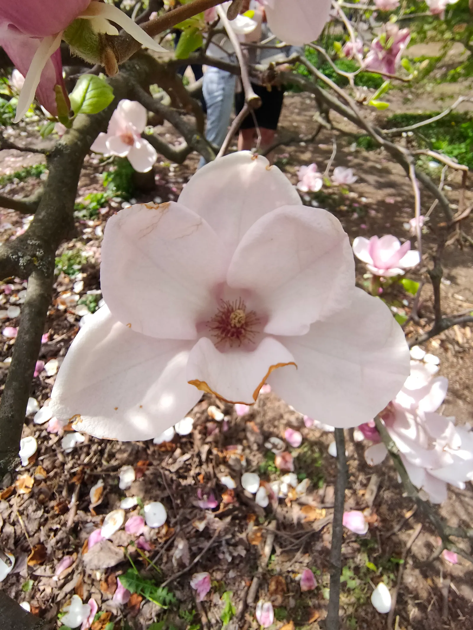 Saucer Magnolia, Tulip Tree (Magnolia X Soulangeana) — The blossoms exhibit a gradient of hues; this specimen boasts a broad, image 78