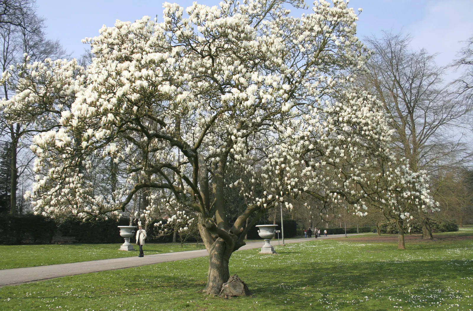 Saucer Magnolia, Tulip Tree (Magnolia X Soulangeana) — This tree also requires minimal pruning; pink flowers in the garden, image 121