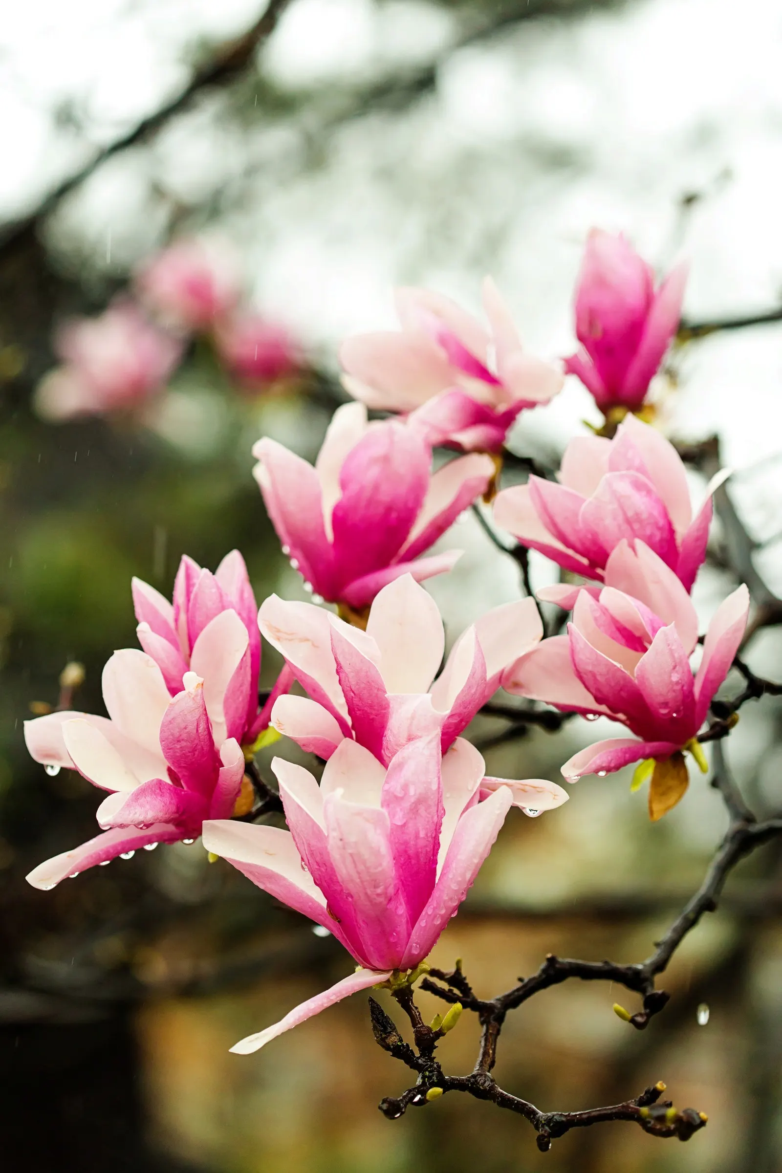 Saucer Magnolia, Tulip Tree (Magnolia X Soulangeana) — They prefer full sun to partial shade exposures for optimal floral display; this tree also, image 82