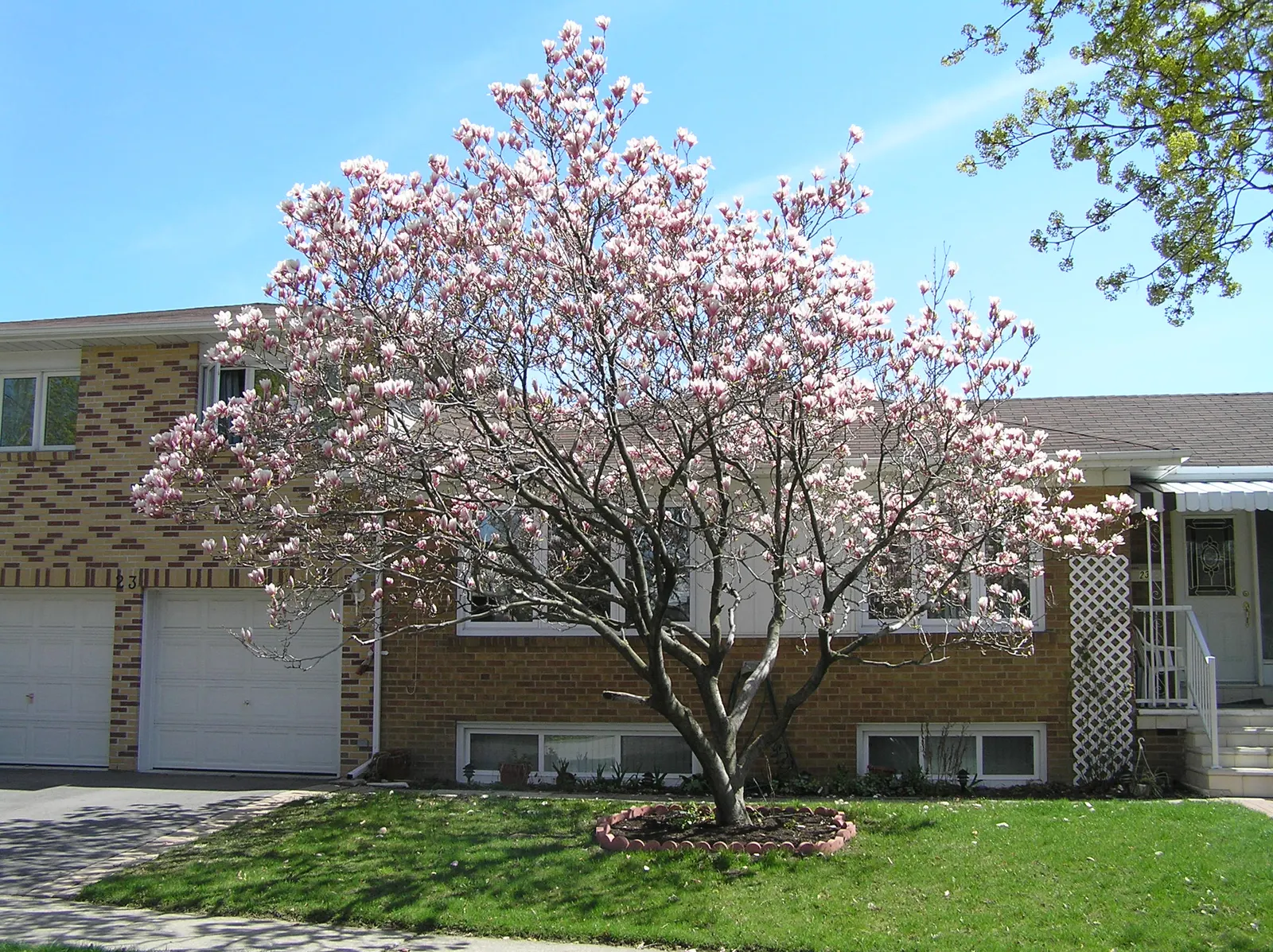 Saucer Magnolia, Tulip Tree (Magnolia X Soulangeana) — adding seasonal interest.<br><br>When designing with Saucer Magnolias in mind; the blossoms, image 117
