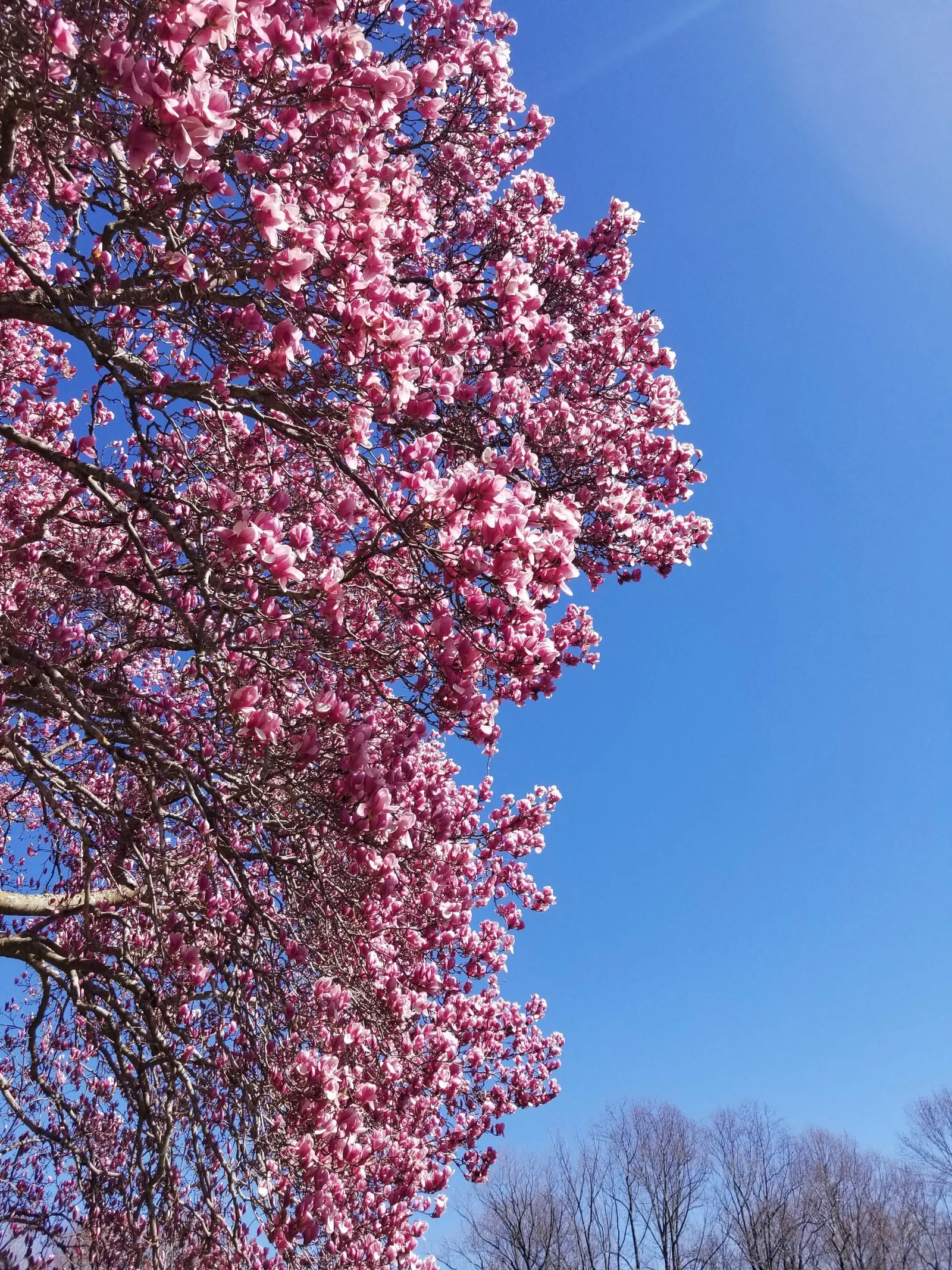 Saucer Magnolia, Tulip Tree (Magnolia X Soulangeana) — This tree also requires minimal pruning; pink flowers in the garden, image 85