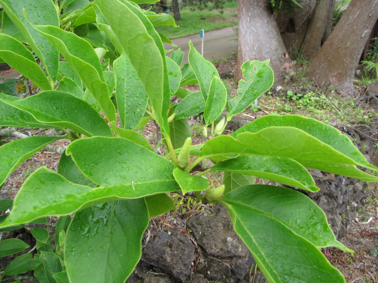 Saucer Magnolia, Tulip Tree (Magnolia X Soulangeana) — spreading form typically reaching 20 to 25 feet in height with a similar crown width, image 112