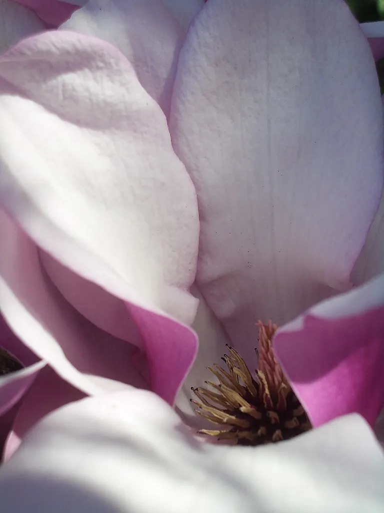 Saucer Magnolia, Tulip Tree (Magnolia X Soulangeana) — pink flowers in the garden; this deciduous beauty reaches 20-30 feet in height with a spread, image 106