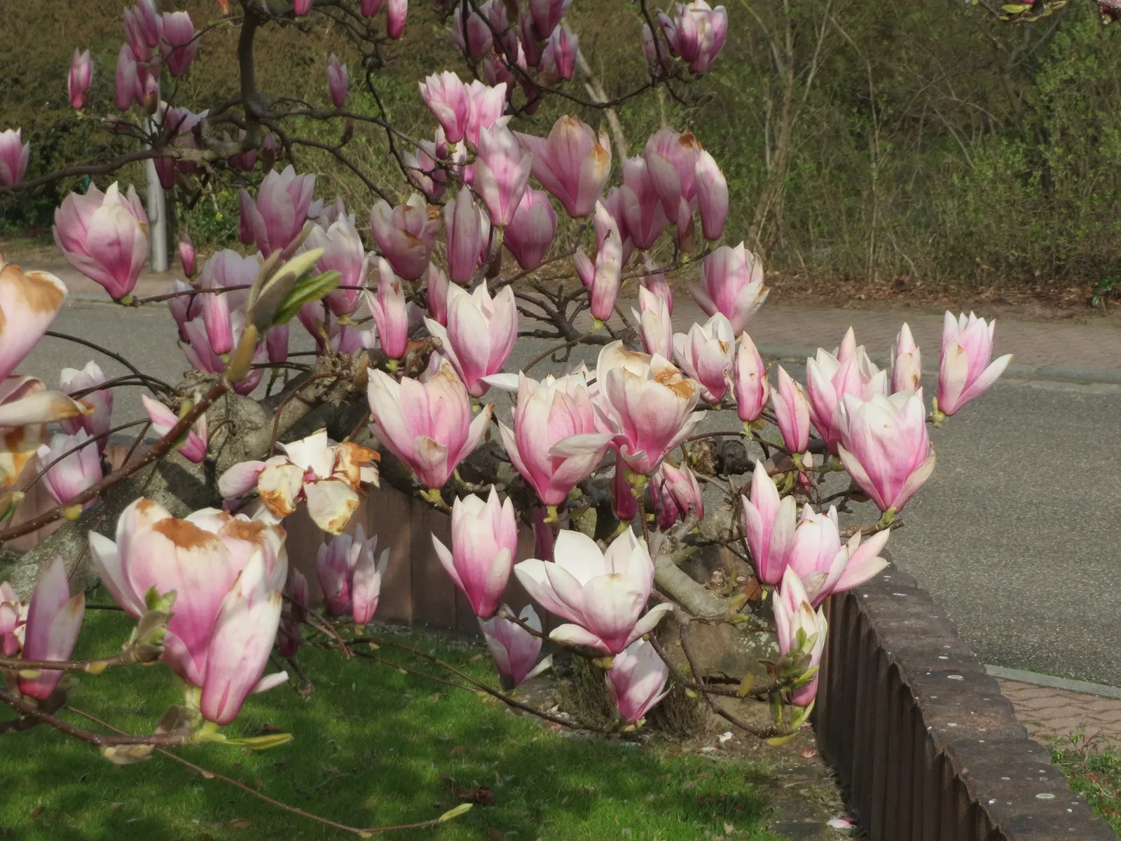 Saucer Magnolia, Tulip Tree (Magnolia X Soulangeana) — spreading form typically reaching 20 to 25 feet in height with a similar crown width