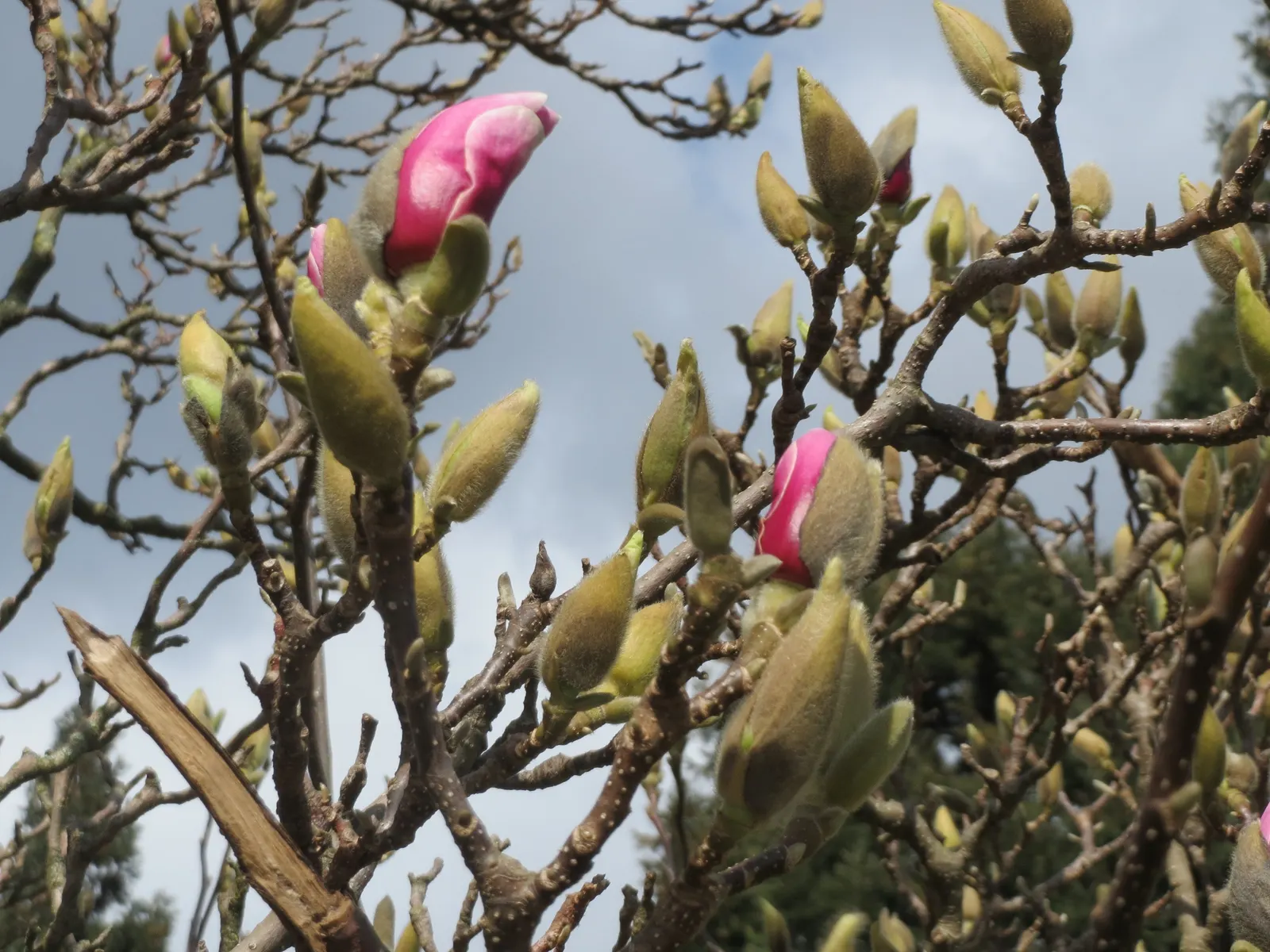 Saucer Magnolia, Tulip Tree (Magnolia X Soulangeana) — best done after flowering to avoid cutting off next year's buds