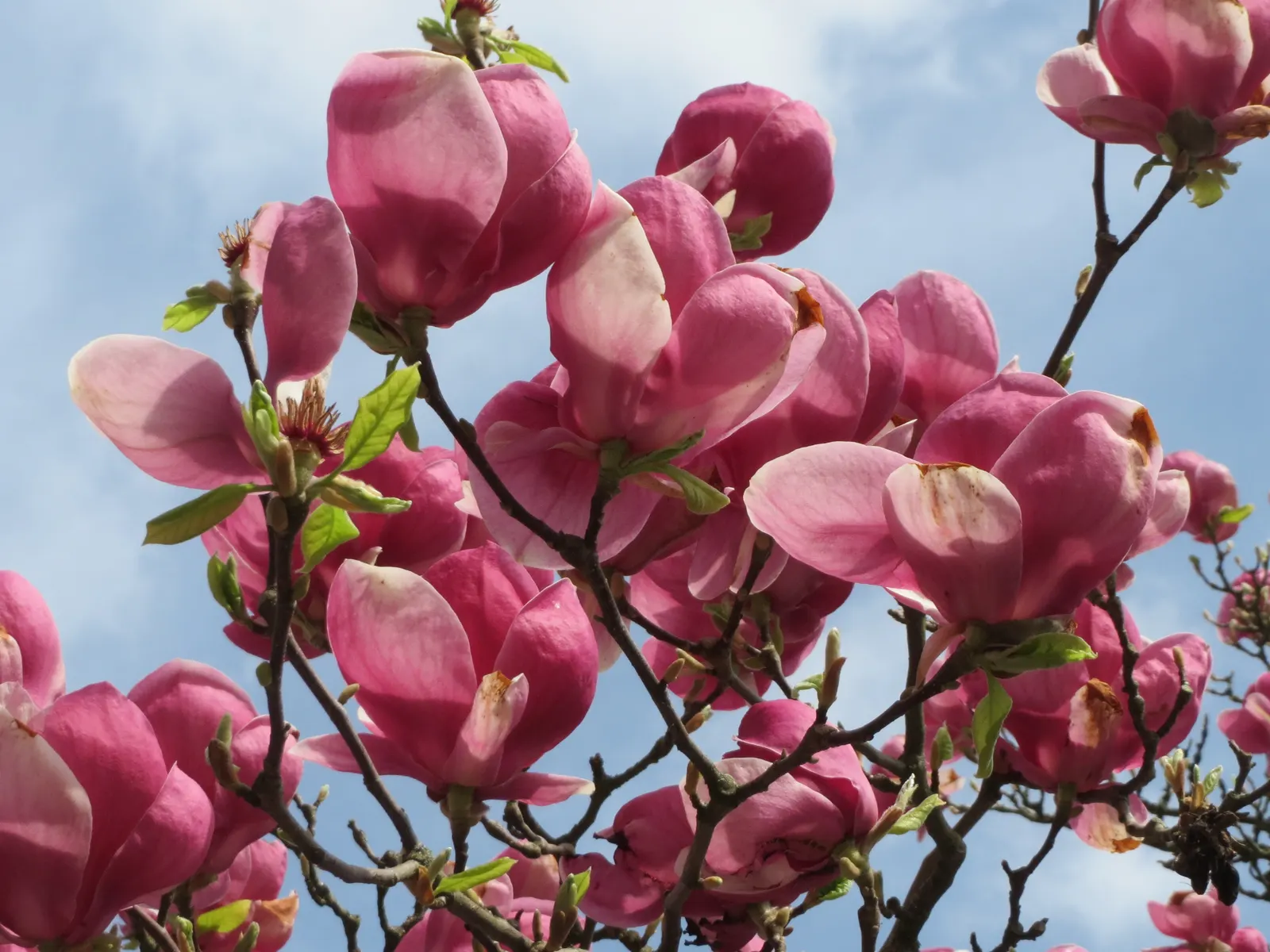 Saucer Magnolia, Tulip Tree (Magnolia X Soulangeana) — A cross between Magnolia denudata and Magnolia liliiflora; it's important to provide adequate space for
