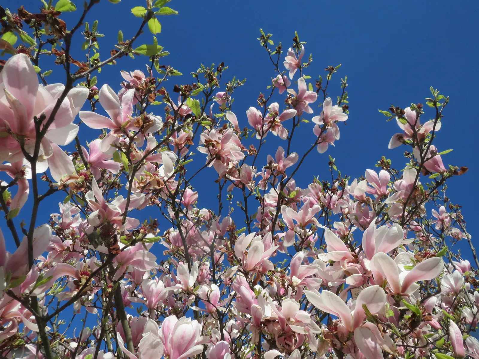 Saucer Magnolia, Tulip Tree (Magnolia X Soulangeana) — tree with pink blooms; and may turn an attractive yellowish-bronze in the fall