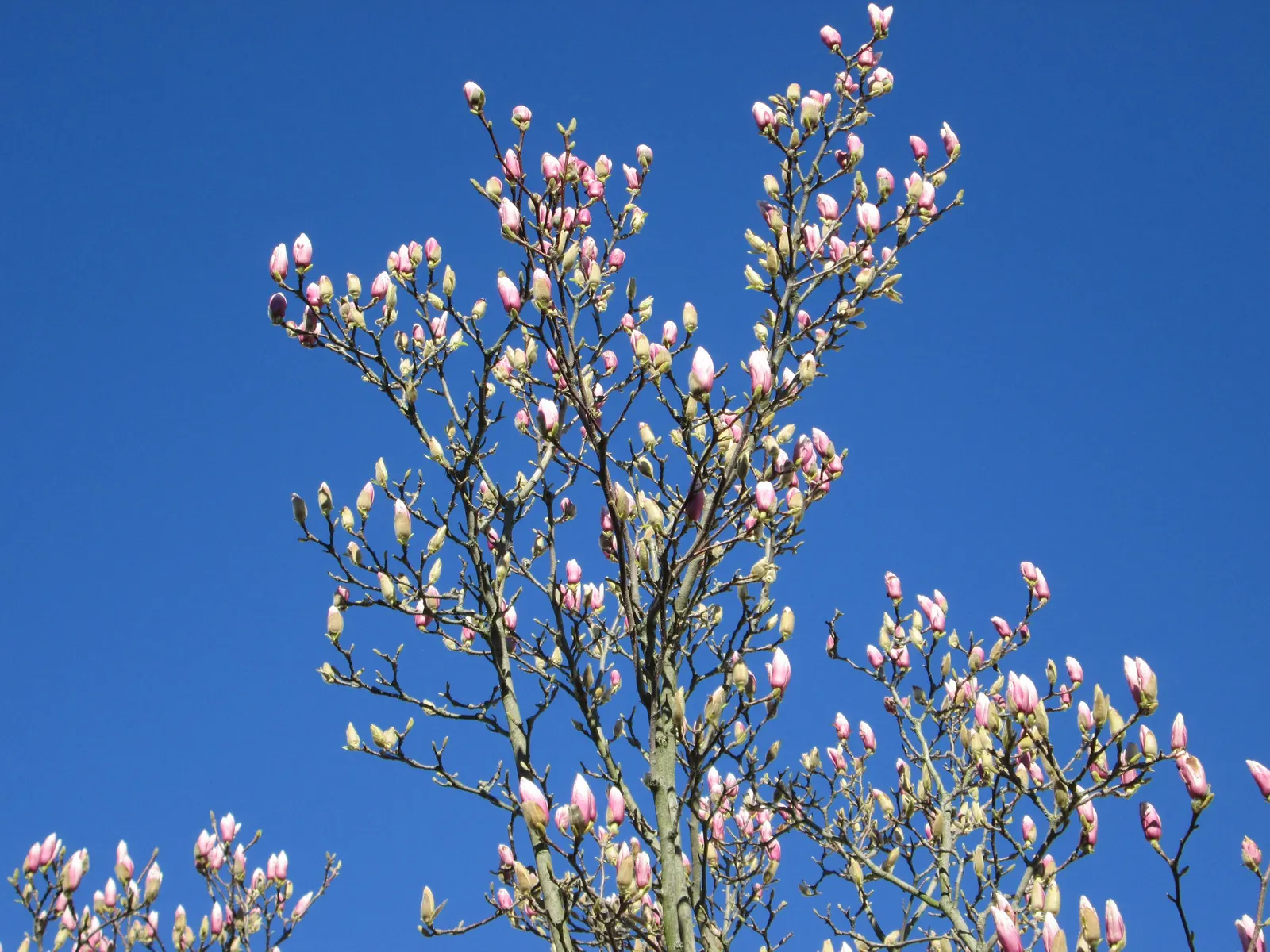 Saucer Magnolia, Tulip Tree (Magnolia X Soulangeana) — saucer-shaped flowers that can span up to 8 inches across; primarily for shaping and, image 59