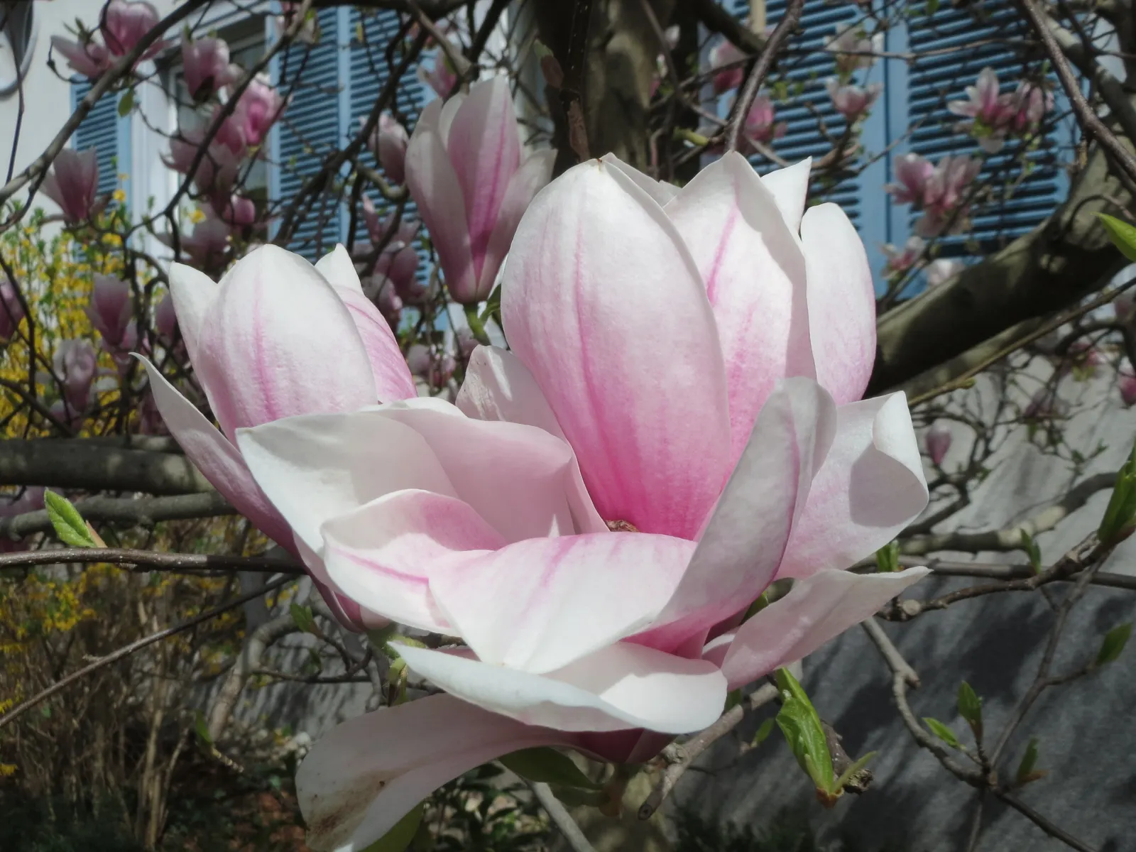 Saucer Magnolia, Tulip Tree (Magnolia X Soulangeana) — saucer-shaped flowers that can span up to 8 inches across; primarily for shaping and removing any dead