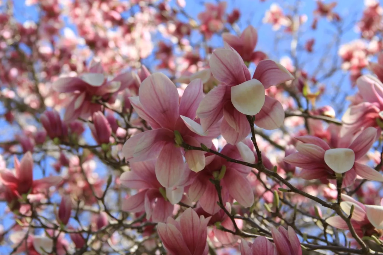 Saucer Magnolia, Tulip Tree (Magnolia X Soulangeana) — this specimen boasts a broad