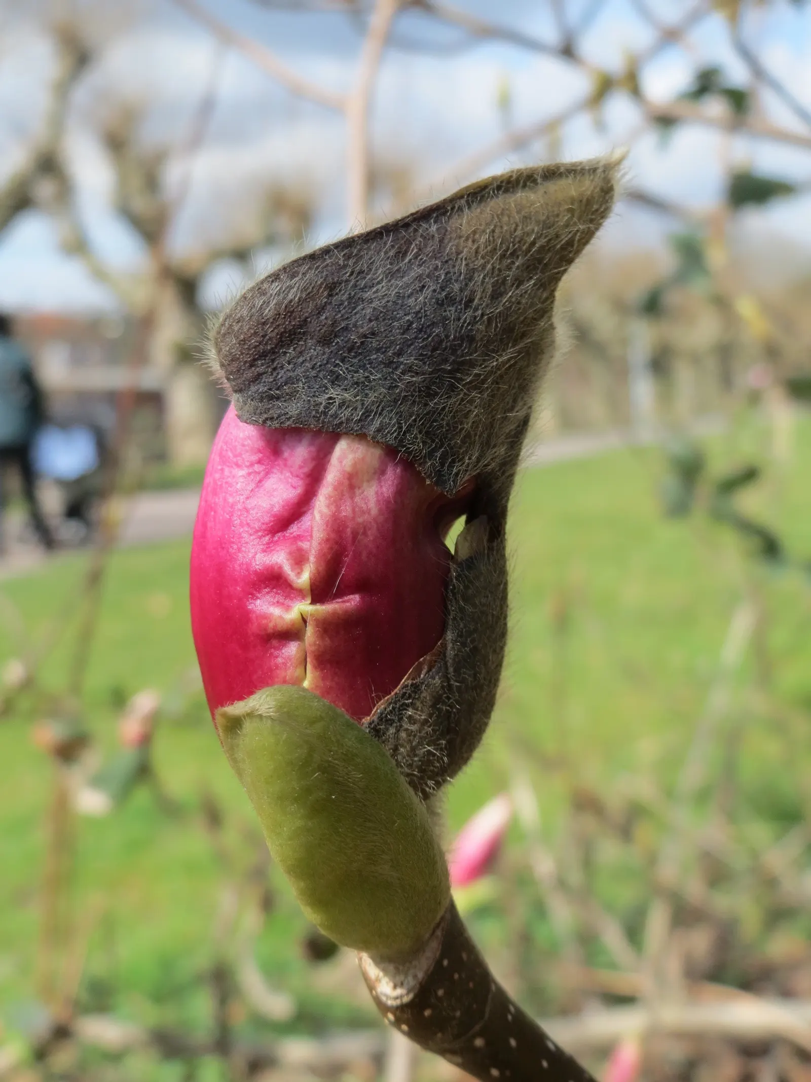 Saucer Magnolia, Tulip Tree (Magnolia X Soulangeana) — tree with pink blooms