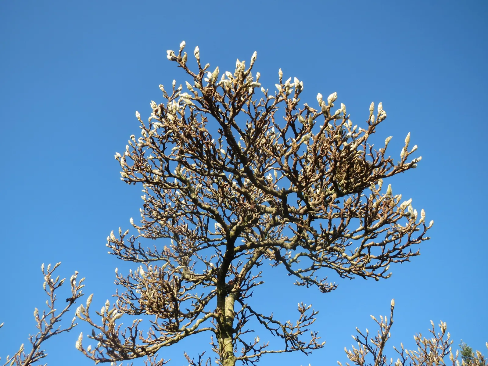 Saucer Magnolia, Tulip Tree (Magnolia X Soulangeana) — The blossoms exhibit a gradient of hues; this specimen boasts a broad