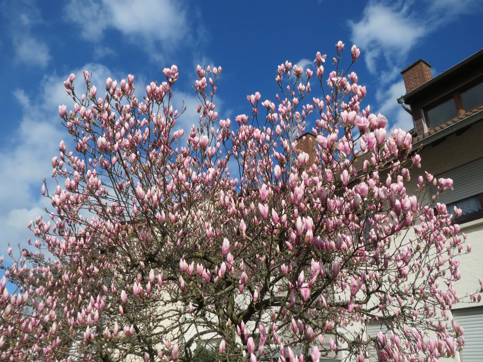 Saucer Magnolia, Tulip Tree (Magnolia X Soulangeana) — primarily for shaping and removing any dead or damaged wood