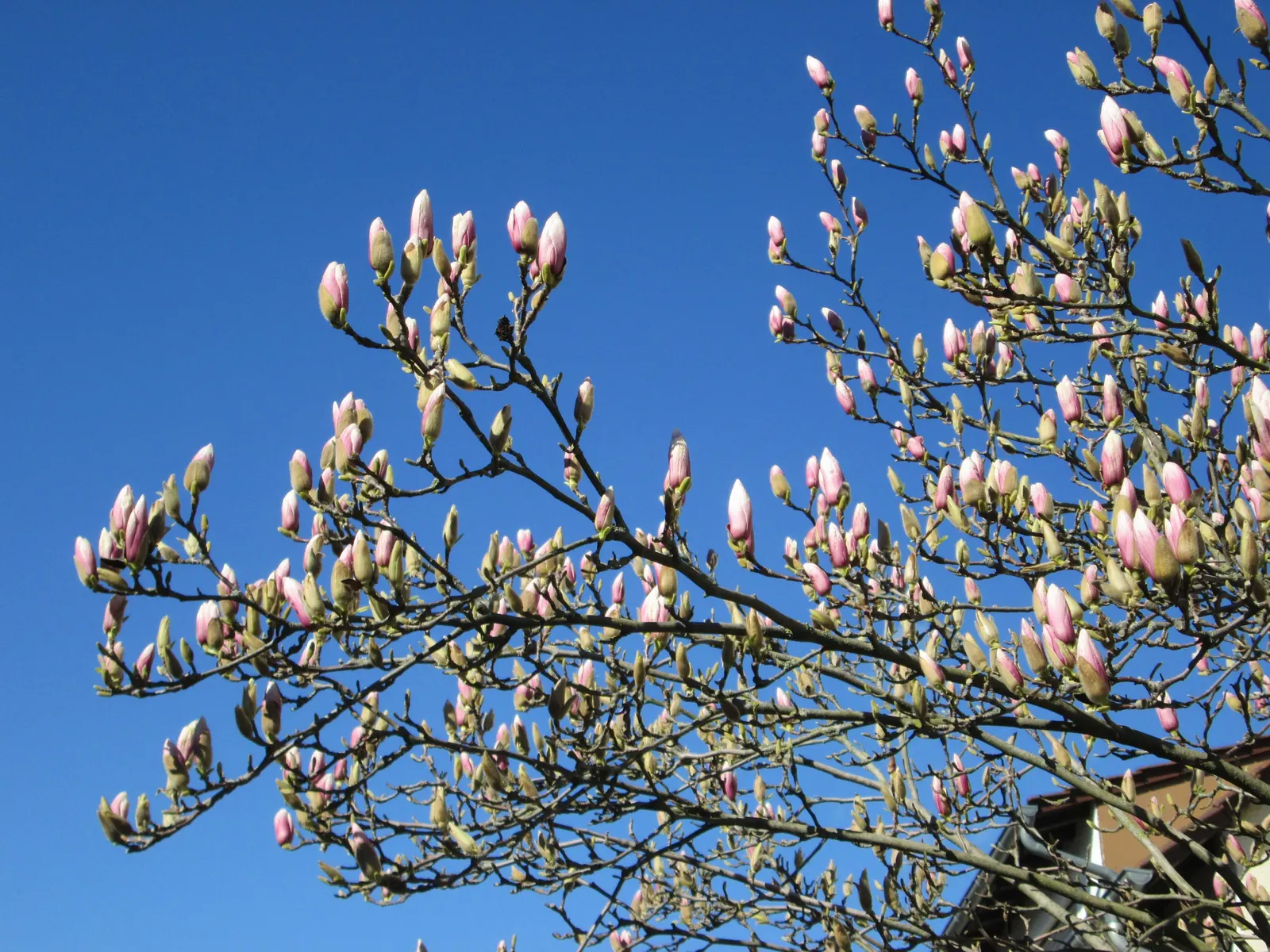 Saucer Magnolia, Tulip Tree (Magnolia X Soulangeana) — and may turn an attractive yellowish-bronze in the fall; tree with pink blooms, image 62